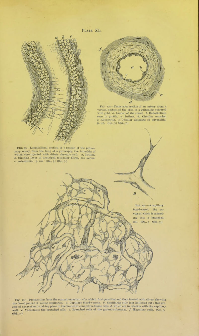 Fig. 100.—Transverse scctiou of an artery from a verticjil section of the skin of a guineapig, coloured with gold. a. Lumen of ilie vessel, b. Endotlieliuni seen in profile, c. Intinia. d. Circular muscles, e. Adventitia. /. Cellular elements of adveutitia. p. io6. (Oc, 3; Obj., 7.) FlGf 99.—Longitudinal section of a branch of the pulmo- nary arter.v, fronj the lung of a guineapig, the bronchia.-of which were injected with dilute chromic acid. «. lutima. 6. Circular layer of unstriped muscular fibres, cut across- c. Adveutitia. p. 106 (Oc, 3; Obj., 7.) Fig. loi.—Preparation from the normal omentum of a rabbit, first pencilled and tlien treated with sih er, showing the development of young capillarie.s. n. Capillary blood-vessels, b. Capillaries only just hollowed out; this ]iro- cess of excavation is taking place in the branched connective ti.ssue cells, d, which are in relation with the capillary wall. c. Vacuoles in the branched cells, c. Uranclied cells of the ground-substjince. /. Migratory cells. (Oc, 3 Obj., 7 )