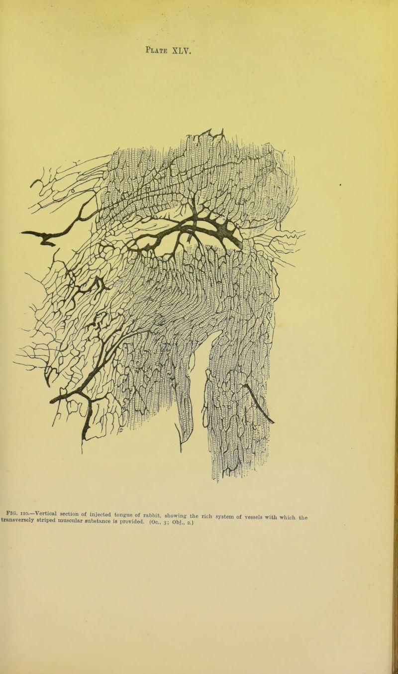 FIG. no-Vertical section of injected tongue of rabbit, showing the rich system of vessels with which the transversely striped muscular substance is provided. (Oc, 3; ObJ., 2.) im wnitn ine