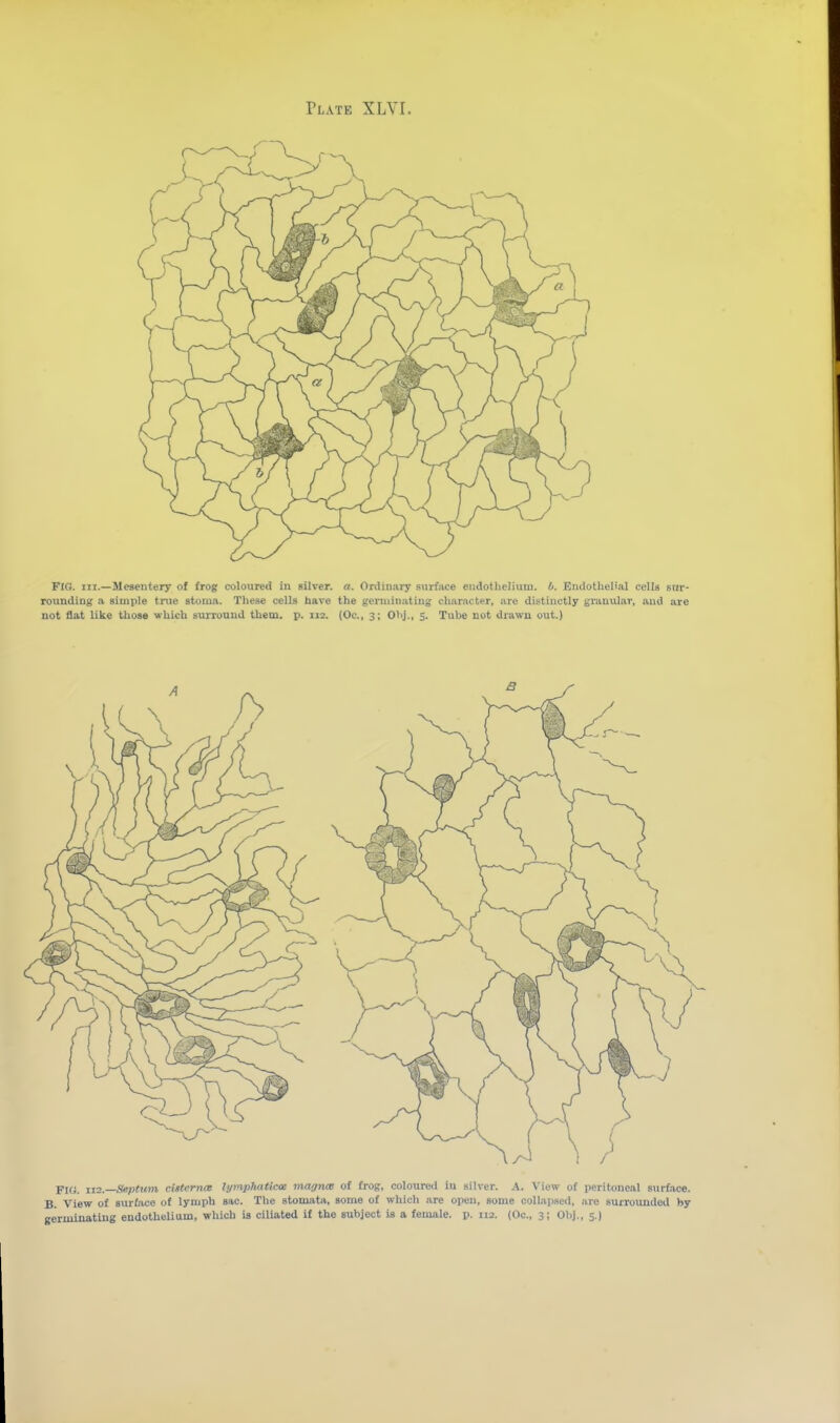 Fig. nr.—Mesentery of frog coloured in silver, a. Ordinary surface endotheliuu!. 0. Endothelial cells stir- rounding a simple tnie stoma. These cells liare the germinating character, are distinctly granular, and are not flat like those which surround them. p. 112. (Oc, 3; Olij., S. Tube not drawn out.) FIG. 112.—fieptttm cistcrnte lymphnticoe maance of frog, coloured iu silver. A. V iew of peritoneal surface. B. View of surface of lyiuph sue. The stomata, some of which are open, some collapsed, are surrounded by germinating endothelium, which is ciliated it the subject is a female, p. 112. (Oc, 3; Obj., 5.)