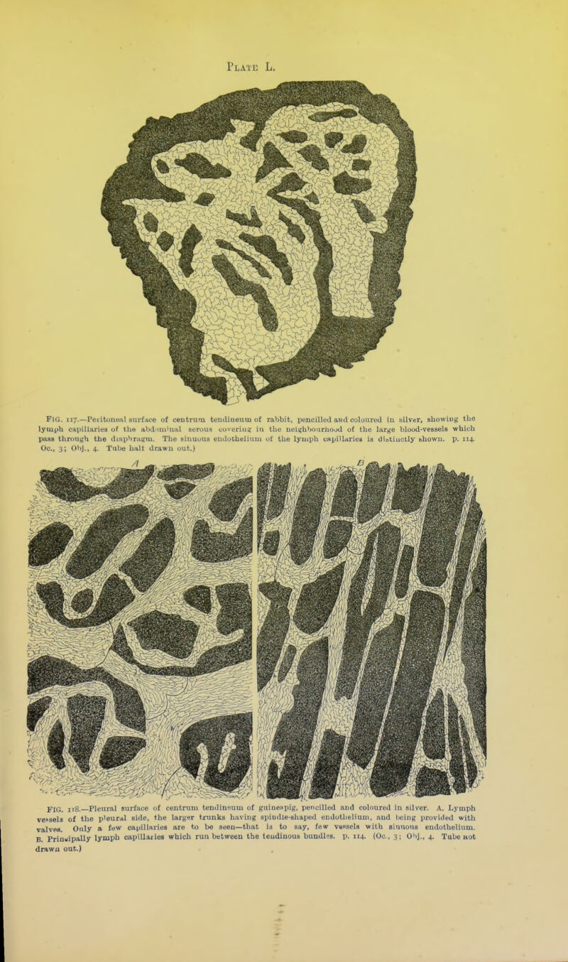 Fig. 117.—Peiitone.at siirf.ice of ceutrutu temlineum of rabbit, pencilled and coloured iu silver, showiug the lymph capillaries of the abdnui'ual serous coierius; in the uei<hbonriiood of the large blood-vessels which pass through the diai>hrai{m. The sitiuous eudotheliuui of the lyuiph capillaries is diatiuclly showu. p. 114. Oc, 3; ObJ., 4. Tiilje halt drawu out.) FIG. it8. Pleural surface of centrum tendineum of guinespig. pencilled and coloured in silver. A. Lymph vessels of the pleural side, the larger trunks having spindle-shaped eudotlieliuui. and being provided with valves. Only a few capillaries are to be seen—that is to say, few Vdssels with siunous endothelium. B Priauipally lymph capiUaiies which run between the tendinous bundles, p. 114. (Oc, 3; Obj., 4, Tube not drawn out.)