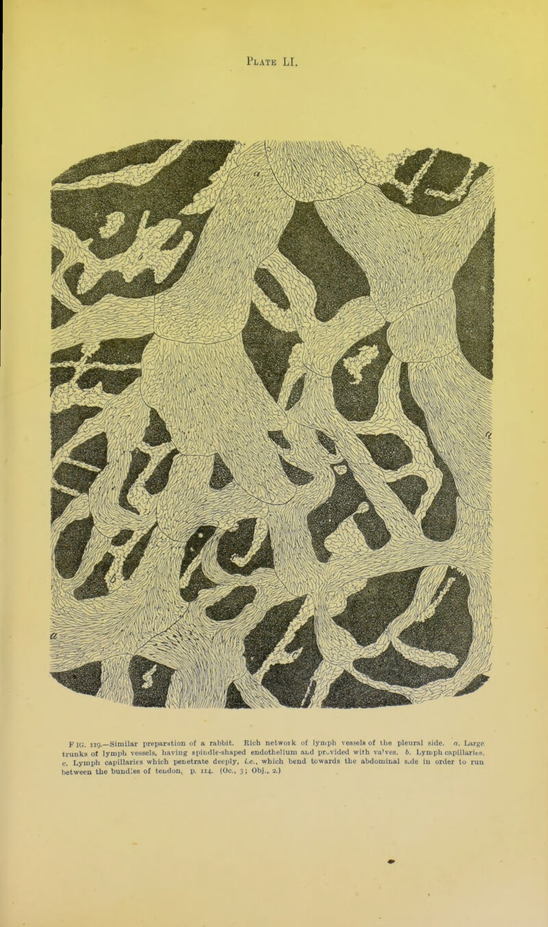 Fig. 119.—Similar preparation of a rabbit. Rich nctwok of lymph vessels of ilie pleural side. n. Large trunks of lymph vessels, having spindle-shaped endothelium ai,d provided with va'ves. ft. Lymph capillaries, c. Lymph capillaries which penetrate deeply, i.e., which bend towards the abdominal s.de in order to run between the bundles of tendon, p. 114. (Oc, 3; Obj... 2.)