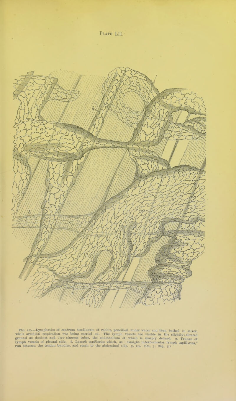 FIG. I20.—Lymphatics of centrum teiniiiieum of rabbit, pencillud iiiider water and tlien bathed in silver while artlfljial respiratiua was being carried on. The lymph vessels are visible in tlie sliglitly-eoloured ground as distiuct and very sinuous tubes, the endothelium of which is sharply defined, a. Trunks of lymph vessels of pleural side. b. Lymph c-ipiU.iries which, na straight interf.iscicubir lymph capilUries  ruu betweeu ihe tendon bundles, and reach to the abdominal side. p. 114. (Oc, 3; Obj., 5.)