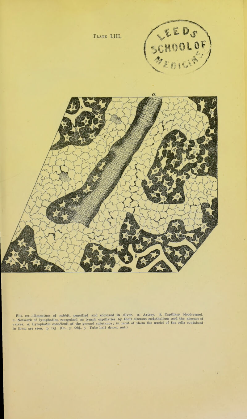 Vut. 121.—OmenLuni of rabbit, pencilled and coloured in silver, a. Arlery. b. Capillary blood-vessel. Network of lymphatics, recognized as lymph capillaries by their sinuous endothelium and the absence of lives, d. Lymphatic caua'icull of the ground substmce; in most of them the nuclei of the cells contained them are seen. p. 115. (Oc, 3; Obj., S- Tube ha'f drawn out.)