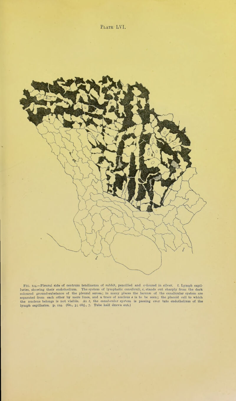 Fk;. 124.—Pleural dde of ceiitmm teiuiinenin o( ra'ibif, pencilled and c-iloiired in silver. 1. Ljniiih capil- liries, showing their endotuelium. The system of lymphatic cairilicnli, c, stands out sharply from the dark coloured (tround-substance of the pleural serosa; in many jilaces the lacuna; of the canalicular system are separated from each other by mere lines, and a tnice of nucleus « is to be seen; the placoid cell to which the nucleus belongs is not visible. Ai t, the canalicular sjsieni is passing ovir iuto endothelium of the