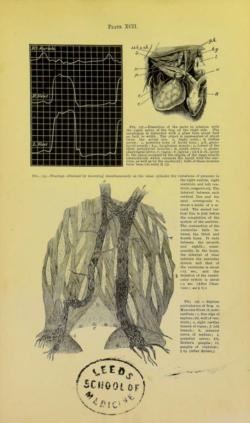 Fig. 237.—Dissection of tlie [mrta in reliitiun with tlie vagiis nerve of the fioR on the riaht side. Tlie lesopliagns is lUstendeil witii n t;\a.m tutw atxjut half an nicli in width. The object is represented of alxiut twice tlie iictual size. </, Ki|{ht aorta ; B, biiWus (lortis: c, iwsterior horn of hyoid iKine ; </.*., genio- hyoid muscle ; h.f/., hyowlossus muscle ; p, lowest of the three petrohyoid muscles; H, ninth nerve; C;, glosso- pharyngeal nerve; r, vagus ; 6, larynx ; s&h & oh., point to the space occupied hy the origins of the large muscle (sternohyoiil) which connects tne hyoid with the ster- num, as well as liy the omohyoid ; both of these muscles have been cut away (§ 73). Fk;. 235.—Tr.K'ings obtainetl by record Itjuieously on the same cylinder the variations of pressure in the right auricle, right ventricle, and left ven- tricle, respectively. The interval between ciu^h vertical line and the next cori'csponds I o about a tenth of a se- cond. The second ver- tical line is just before the completion of the systole of the auricles. The contraction of the ventricles falls be- tween the third and fourth lines. It ends between the seventh and eighth; conse- quently, in the horse, the interval of time between the auricular systole and that of the ventricles is about o'i5 sec, and the duration of the ventri- cular systt)le is about o4 sec. (After Chau- veau ; lee § 67.) FIG. 236. — Septum auricularum of frog, a, Muscul.ir fibre.*; 6, endo- cirdiuin ; c, free edge of septum; tZ(i, wall of ven- tricle ; c, right cardiac branch of vagus ; /, left branch; h, anterior nerve of septum; i, posterior nerve; kk. Bidder's ganglia; II, ganglia of ventricle; 5 69. (After Bidder,) ^ 3CJJ00t OF V)