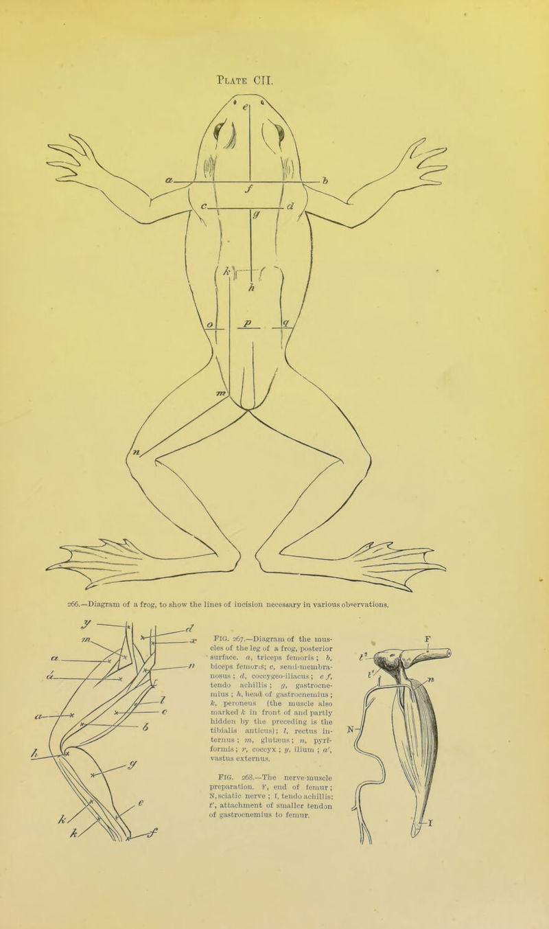 266.—Diagram of a frog, to show the lines of incision necessary Ira various observations. Fig. 267.—Diagram of the mus- cles of the leg of a frog, posterior surface, a, triceps fenioris; b, tiiceps feinoris; 0, scnii-nieuibra- nosus ; d, coucygeo-iliacus ; e /, teudo acliillis ; ,7, gastrocne- mius ; h, head of gastrocnemius ; *, peroneus (the muscle also marked it in front of and partly hidden hy the preceding is the tibialis anticus); I, rectus in- ternus ; m, ghitajus; n, pyri- formis; r, coccyx ; .?/. ilium ; vastus extenius. FIG. 268.—The nerve muscle preparation. K, end of femur; N.sciatic nerve; I, tendo achillLs: t', attachment of smaller tendon of gastrocnemius to femur.