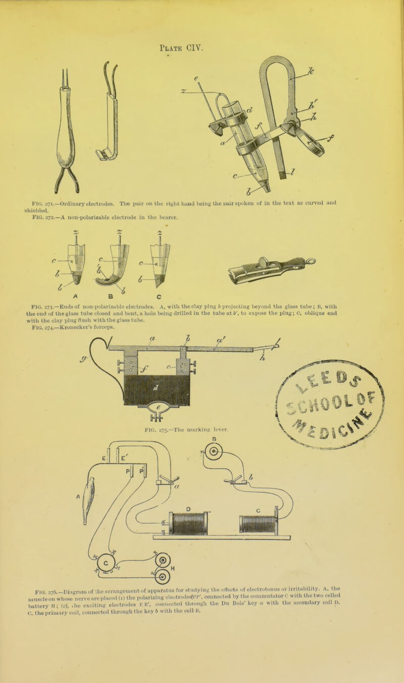 FlC. 271.—Ordiuary electrodes. The puir («i the right huud Iwiiig the imir BVukeii of in the text as eiu-vcd iiud shielded. Fig. 272.—A uou-polarizable electrode in the luarer. FKi. 27^.—Ends of uoii-polariailile electrodes. A, with thecbiy ping 6 projecting beyond the glass tube; B, with the end of the glass tulie closed and bent, a hole being drilled in the tube at I/', to expose the plug; C, oblifiua end with the clay plug ilush with the gla.ss tube. FlU. 274.—Kronecker's forceps. VIC'. 27=.—The marking lever. 1 - crtooto? Fit! 276 -Di-igram of bho arrangement ..f apparatu.s for studying the ellccts of electrotonus or irritability. A, the muscle 0.1 whose nerve arc pIaee<U.) the polarizing electrode.^n-, connected by the commutator <• with the two celled battery H; (2). .he exciting electrodes K K', connected through the l)n liois' key a with the secondary eoil 1). <\ tlie primary coil, conuected through the key 6 with the cell li.