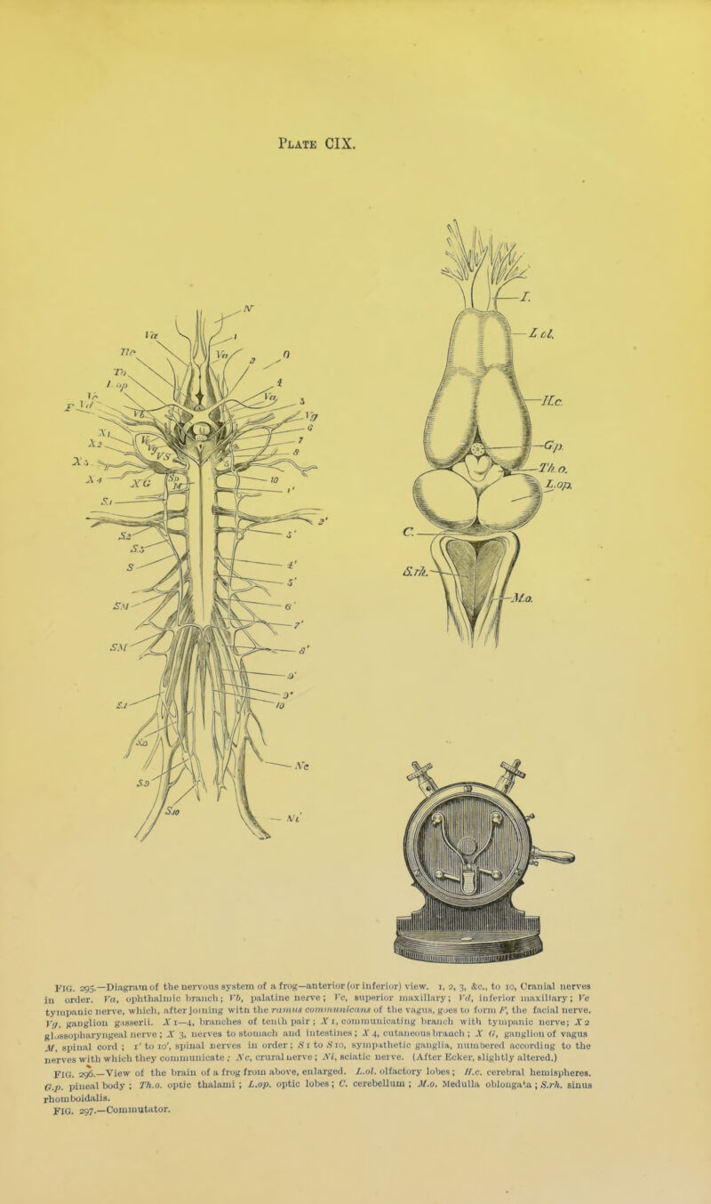 no. 293-—Diagriiraof the nervous system of a frog—anterior (or inferior) view, i, 2, 3, &c., to 10, Cranial nervB3 in order. I'ti, ophtlialiiiic liraiich; Vb, palatine neri'e; Vc, 8ui)eriur maxillary; I'rf, inferior maxillary; Ve tympanic nerve, which, after joining with the rdntim communicans of the vafiis. goes to form F, the facial nerve. Yi/, ganglion g.isserii. Xi—4, hranches of teuUi pair ; A'i, communicating hranch with tympanic nerve; A'2 glossopharyngeal nerve; A' 3, ueives to stomach and intestines; A'4, cutaneous hraucli ; A' (I, ganglion of vagus M, spinal cord ; i' to 10', spinal nerves in order; Hi to .S'lo, sympithetio ganglia, numbered according to the nerves with which they communicate Xc, cruraluerve; XI, sciatic nerve. (After Ecker, slightly altered.) Fig. 296.—View of the brain of a frog from above, enlarged. i.oJ. olfactory lobes; Il.c. cerebral hemispheres. e.p. pineal body ; Th.o. optic thalami ; L.op. optic lobea; C. cerebellum; J/.o. Medulla oblougaUi; S.r7t. siuus rhom boidalis. Fig. 297.—Commutator.