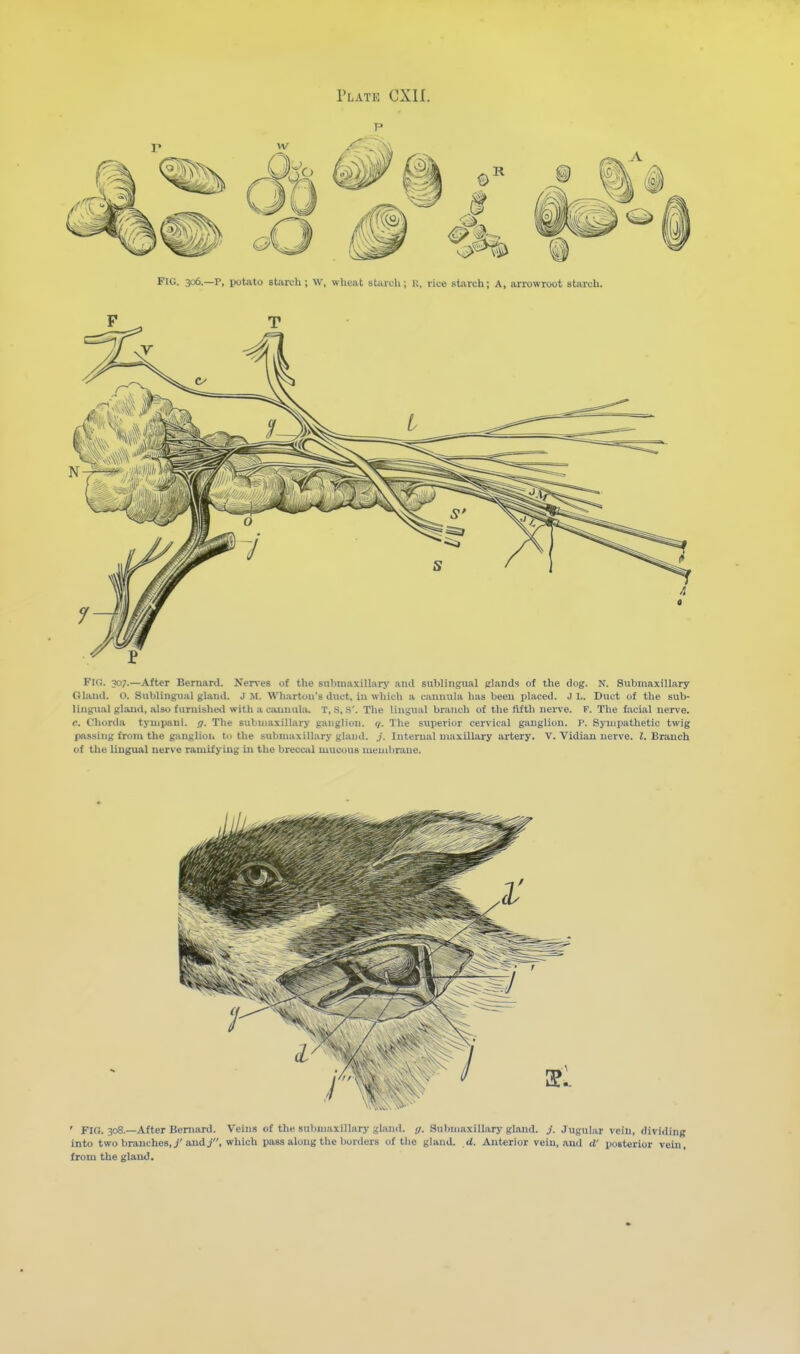 Fig. 306.—P, potato starch; w, wheat starch; 1;, rice sUirch; A, arrowroot starch. Fig. 307.—After Bernard. Nerves of the submaxillary ami sublingual elands of the dog. N. Submaxillary Gland. O. Sublingual gland. J yi. Wharton's duct, in which a cannula has been placed. J L. Duct of the sub- lingiial gland, also fiiriiishe<l with a ciiunuUi. T, .s, s'. The lingual branch of the filth neiTe. F. The facial nerve. c. Chorda tympani. ij. The submaxillary ganglion, g. The superior cervical ganglion. P. Sympathetic twig passing from the ganglioii to the submaxillary gland. .;. Internal maxillary artery. V. Vidian nerve. I. Branch of the lingual nerve ramifylug in the breccal mucous membrane.