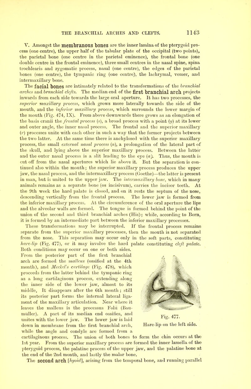 V. Amongst the membranous bones are the inner lamina of the pterygoid pro- cess (one centre), the upper half of the tabular plate of the occipital (two points), the parietal bone (one centre in the parietal eminence), the frontal bone (one double centre in the frontal eminence), three small centres in the nasal spine, spina trochlearis and zygomatic process, nasal (one centre), the edges of the parietal bones (one centre), the tympanic ring (one centre), the lachrymal, vomer, and intermaxillary bone. The facial bones are intimately related to the transformations of the branchial arches and branchial clefts. The median end of the first branchial arcll projects inwards from each side towards the lai’ge oral aperture. It has two processes, the superior maxillary process, which grows more laterally towards the side of the mouth, and the inferior maxillary process, which surrounds the lower margin of the mouth (Fig. 474, IX). From above downwards there grows as an elongation of the basis cranii the frontal process (s), a broad process with a point (y) at its lower and outer angle, the inner nasal process. The frontal and the superior maxillary (r) processes unite with each other in such a way that the former projects between the two latter. At the same time there is anchylosed with the superior maxillary process, the small external nasal process (n), a prolongation of the lateral part of the skull, and lying above the superior maxillary process. Between the latter and the outer nasal process is a slit leading to the eye (a). Thus, the mouth is cut off from the nasal apertures which lie above it. But the separation is con- tinued also within the mouth; the superior maxillary process produces the upper jaw, the nasal process, and the intermaxillary process (Goethe)—the latter is present in man, but is united to the upper jaw. The intermaxillary bone, which in many animals remains as a separate bone (os incisivum), carries the incisor teeth. At the 9th week the hard palate is closed, and on it rests the septum of the nose, descending vertically from the frontal process. The lower jaw is formed from the inferior maxillary process. At the circumference of the oral aperture the lips and the alveolar walls are formed. The tongue is formed behind the point of the union of the second and third branchial arches (His); while, according to Bom, it is formed by an intermediate part between the inferior maxillary processes. These transformations may be interrupted. If the frontal process remains separate from the superior maxillary processes, then the mouth is not separated from the nose. This separation may occur only in the soft parts, constituting hare-lip (Fig. 477), or it may involve the hard palate constituting cleft palate. Both conditions may occur on one or both sides. From the posterior part of the first branchial arch are formed the malleus (ossified at the 4th month), and Mechel's cartilage (Fig. 478), which proceeds from the latter behind the tympanic ring as a long cartilaginous process, extending along the inner side of the lower jaw, almost to its middle. It disappears after the 6th month ; still its posterior part forms the internal lateral liga- ment of the maxillary articulation. Near where it leaves the malleus is the processus Folii (Bau- miiller). A part of its median end ossifies, and unites with the lower jaw. The lower jaw is laid down in membrane from the first branchial arch, while the angle and condyle are formed from a cartilaginous process. The union of both bones to form the chin occurs at the 1st year. From the superior maxillary process are formed the inner lamella of the pterygoid process, the palatine process of the upper jaw, and the palatine bone at the end of the 2nd month, and lastly the malar bone. The second arch [hyoid], arising from the temporal bone, and running parallel Fig. 477. Hare-lip on the left side.