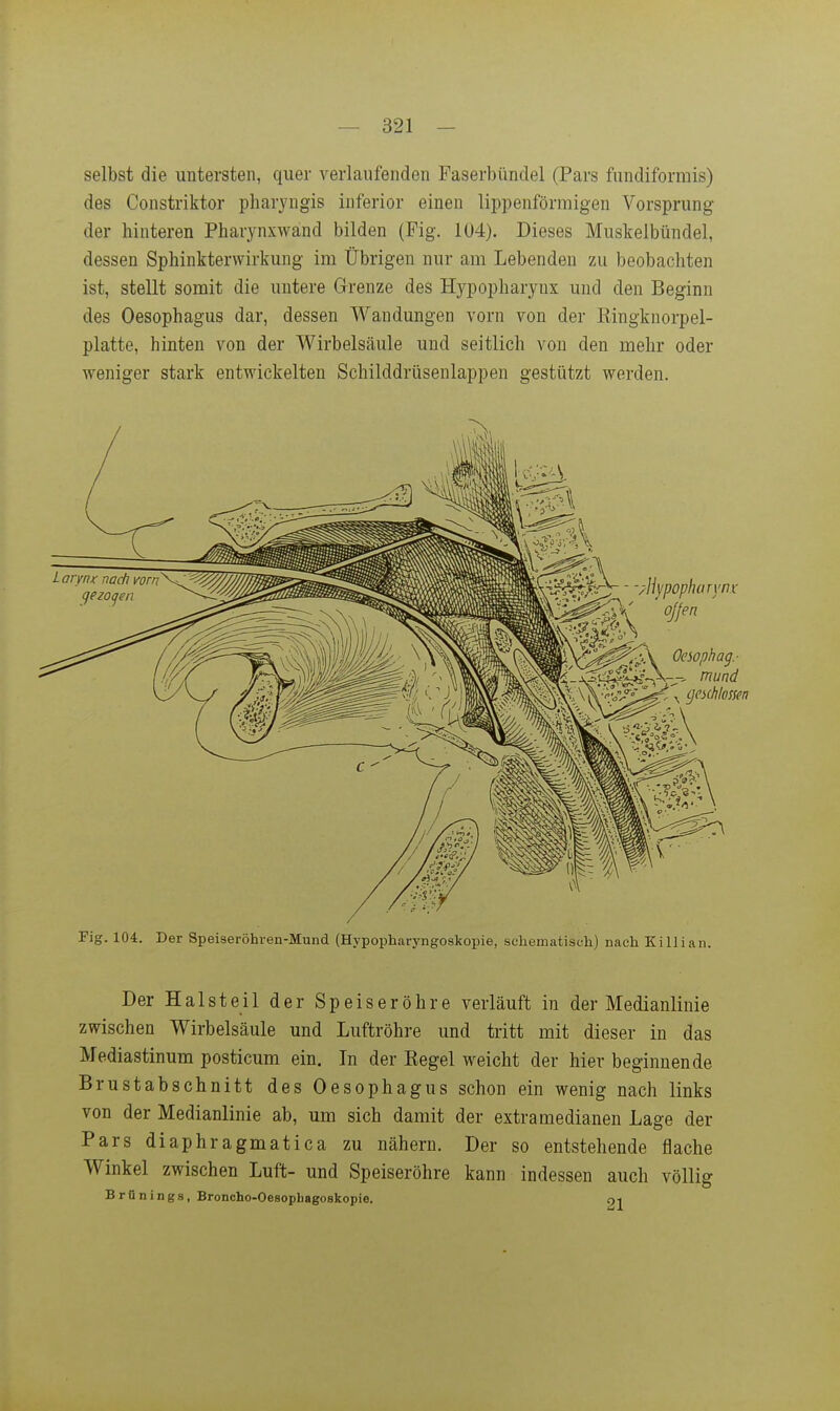 selbst die untersten, quer verlaufenden Faserbündel (Pars fundiformis) des Constriktor pharyngis inferior einen lippenförmigen Vorsprung der hinteren Pharynxwand bilden (Fig. 104). Dieses Muskelbündel, dessen Sphinkterwirkung im Übrigen nur am Lebenden zu beobachten ist, stellt somit die untere Grenze des Hypopharynx und den Beginn des Oesophagus dar, dessen Wandungen vorn von der Kingknorpel- platte, hinten von der Wirbelsäule und seitlich von den mehr oder weniger stark entwickelten Schilddrüsenlappen gestützt werden. Fig. 104. Der Speiseröhren-Mund (Hypopharyngoskopie, schematisch) nach Killian. Der Halsteil der Speiseröhre verläuft in der Medianlinie zwischen Wirbelsäule und Luftröhre und tritt mit dieser in das Mediastinum posticum ein. In der Eegel weicht der hier beginnende Brustabschnitt des Oesophagus schon ein wenig nach links von der Medianlinie ab, um sich damit der extramedianen Lage der Pars diaphragmatica zu nähern. Der so entstehende flache Winkel zwischen Luft- und Speiseröhre kann indessen auch völlig Brfinings, Broncho-Oesopbagoskopie. ni