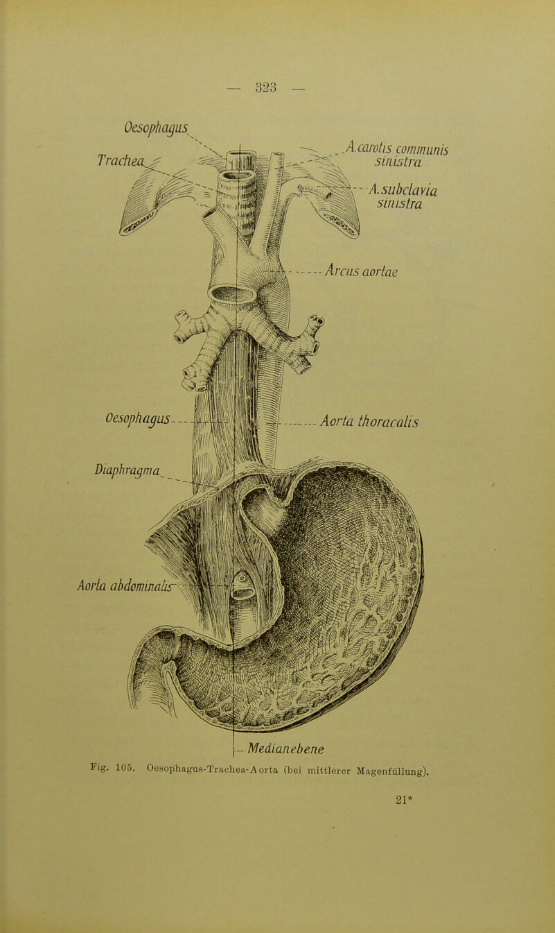 Oesophagus^ Fig, 105. Oesophagus-Trachea-A orta (bei mittlerer MagenfüUung). 21»