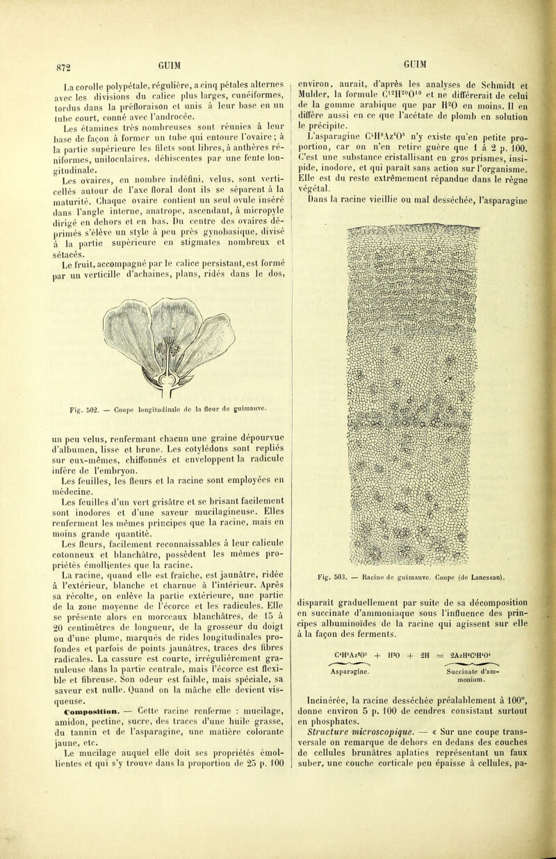 La corolle polypétale, régulière, a cinq pétales alternes avec les divisions du calice plus larges, cunéiformes, tordus dans la préfloraison et unis à leur base en un tube court, conné avec l'androcée. Les étamines très nombreuses sont réunies à leur base de façon à former un tube qui entoure l'ovaire; à la partie supérieure les filets sont libres, <à anthères ré- niformes, uniloculaires, déhiscentes par une fente lon- gitudinale. Les ovaires, en nombre indéfini, velus, sont verti- cellés autour de l'axe floral dont ils se séparent à la maturité. (Chaque ovaire contient un seul ovule inséré dans l'angle interne, anatrope, ascendant, à micropyle dirigé en dehors et en bas. Du centre des ovaires dé- primés s'élève un style à peu près gynobasique, divisé à la partie supérieure en stigmates nombreux et sétacés. Le fruit, accompagné par le calice persistant, est formé par un verticille d'achaines, plans, ridés dans le dos, Fig. 502. — Coupe longitudinale de la fleur de guimauve. un peu velus, renfermant chacun une graine dépourvue d'albumen, lisse et brune. Les cotylédons sont repliés sur eux-mêmes, chiffonnés et enveloppent la radicule infère de l'embryon. Les feuilles, les fleurs et la racine sont employées eu médecine. Les feuilles d'un vert grisâtre et se brisant facilement sont inodores et d'une saveur mucilagineuse. Elles renferment les mêmes principes que la racine, mais en moins grande quantité. Les fleurs, facilement reconnaissables à leur calicule cotonneux et blanchâtre, possèdent les mêmes pro- priétés émolUentes que la racine. La racine, quand elle est fraîche, est jaunâtre, ridée à l'extérieur, blanche et charnue à l'intérieur. Après sa récolte, on enlève la partie extérieure, une partie de la zone moyenne de Fécorce et les radicules. Elle se présente alors en morceaux blanchâtres, de 15 à 20 centimètres de longueur, de la grosseur du doigt ou d'une plume, marqués de rides longitudinales pro- fondes et parfois de points jaunâtres, traces des fibres radicales. La cassure est courte, irrégulièrement gra- nuleuse dans la partie centrale, mais l'écorce est flexi- ble et fibreuse. Son odeur est faible, mais spéciale, sa saveur est nulle. Quand on la mâche elle devient vis- queuse. CompoMtion. — Cette racine renferme : mucilage, amidon, pectine, sucre, des traces d'une huile grasse, du tannin et de l'asparagine, une matière colorante jaune, etc. Le mucilage auquel elle doit ses propriétés émol- lientes et qui s'y trouve dans la proportion de 25 p. 100 environ, aurait, d'après les analyses de Schmidt et Mulder, la formule C'^lpoQ'» et ne différerait de celui de la gomme arabique que par H^O en moins. Il en diffère aussi en ce que l'acétate de plomb en solution le précipite. L'asparagine C*H*Az'0' n'y existe qu'en petite pro- portion, car on n'en retire guère que 1 à 2 p. 100. C'est une substance cristallisant en gros prismes, insi- pide, inodore, et qui parait sans action sur l'organisme. Elle est du reste extrêmement répandue dans le règne végétal. Dans la racine vieillie ou mal desséchée, l'asparagine FIg. 503. — Racine de guimauve. Coupe (de Lanessan). disparaît graduellement par suite de sa décomposition en succinate d'ammoniaque sous l'influence des prin- cipes albuminoïdes de la racine qui agissent sur elle à la façon des ferments. C'H'Az'O' + H'O + 2H = 2AzH<C<H'0' Asparagine. Succinate d'am- monium. Incinérée, la racine desséchée préalablement à 400°, donne environ 5 p. 100 de cendres consistant surtout en phosphates. Structure microscopique. — « Sur une coupe trans- versale on remarque de dehors en dedans des couches de cellules brunâtres aplaties représentant un faux suber, une couche corticale peu épaisse à cellules, pa-