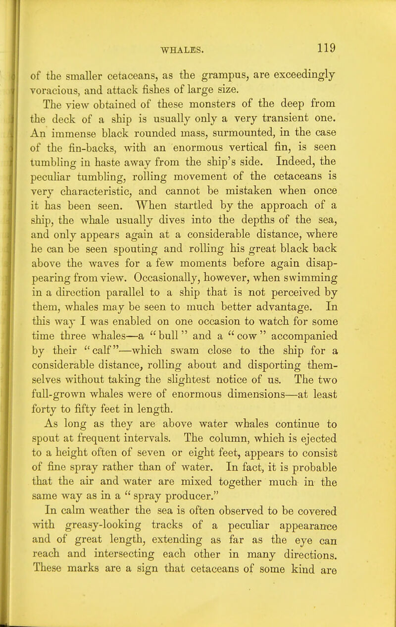 of the smaller cetaceans, as the grampus, are exceedingly- voracious, and attack fishes of large size. The view obtained of these monsters of the deep from the deck of a ship is usually only a very transient one. An immense black rounded mass, surmounted, in the case of the fin-backs, with an enormous vertical fin, is seen tumbling in haste away from the ship's side. Indeed, the peculiar tumbling, rolling movement of the cetaceans is very characteristic, and cannot be mistaken when once it has been seen. When startled by the approach of a ship, the whale usually dives into the depths of the sea, and only appears again at a considerable distance, where he can be seen spouting and rolling his great black back above the waves for a few moments before again disap- pearing from view. Occasionally, however, when swimming in a direction parallel to a ship that is not perceived by them, whales may be seen to much better advantage. In this way I was enabled on one occasion to watch for some time three whales—a bull and a cow accompanied by their calf—which swam close to the ship for a considerable distance, rolling about and disporting them- selves without taking the slightest notice of us. The two full-grown whales were of enormous dimensions—at least forty to fifty feet in length. As long as they are above water whales continue to spout at frequent intervals. The column, which is ejected to a height often of seven or eight feet, appears to consist of fine spray rather than of water. In fact, it is probable that the air and water are mixed together much in the same way as in a  spray producer. In calm weather the sea is often observed to be covered with greasy-looking tracks of a peculiar appearance and of great length, extending as far as the eye can reach and intersecting each other in many directions. These marks are a sign that cetaceans of some kind are