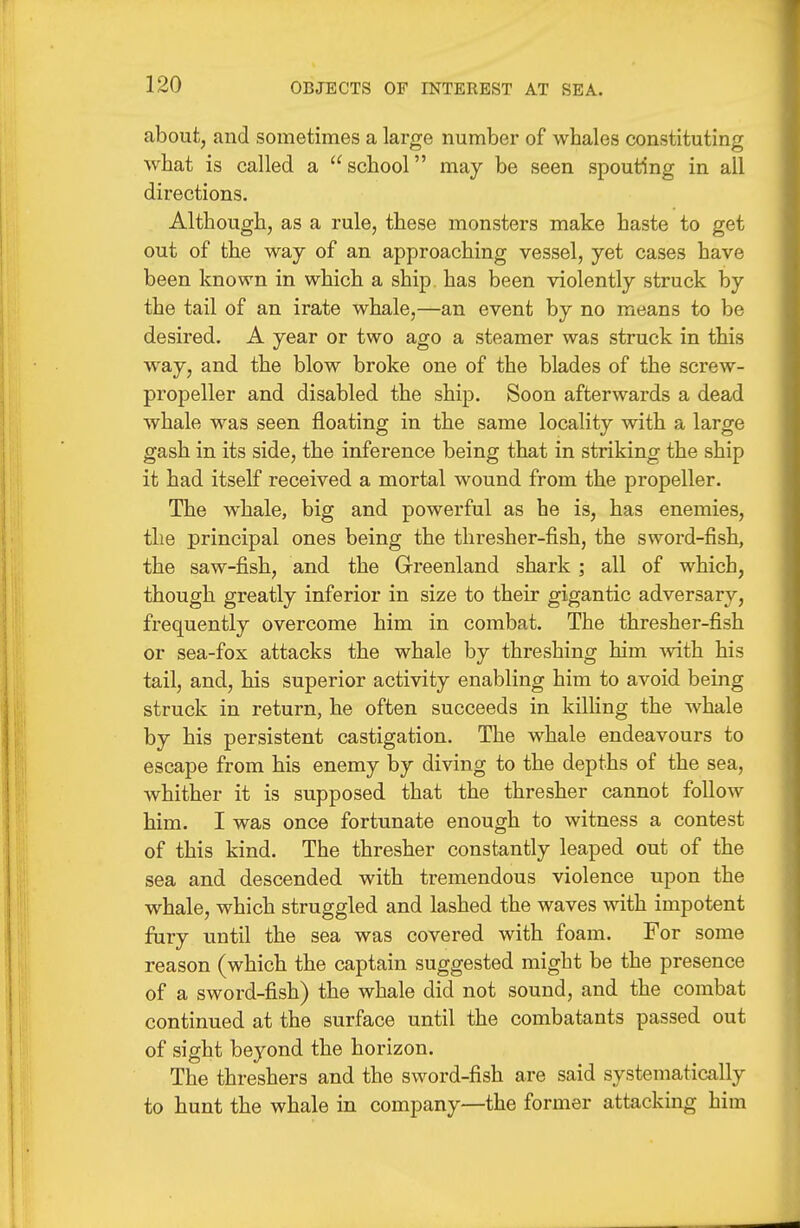 about, and sometimes a large number of whales constituting what is called a school may be seen spouting in all directions. Although, as a rule, these monsters make haste to get out of the way of an approaching vessel, yet cases have been known in which a ship, has been violently struck by the tail of an irate whale,—an event by no means to be desired. A year or two ago a steamer was struck in this way, and the blow broke one of the blades of the screw- propeller and disabled the ship. Soon afterwards a dead whale was seen floating in the same locality with a large gash in its side, the inference being that in striking the ship it had itself received a mortal wound from the propeller. The whale, big and powerful as he is, has enemies, the principal ones being the thresher-fish, the sword-fish, the saw-fish, and the Greenland shark ; all of which, though greatly inferior in size to their gigantic adversary, frequently overcome him in combat. The thresher-fish or sea-fox attacks the whale by threshing him mth his tail, and, his superior activity enabling him to avoid being struck in return, he often succeeds in killing the whale by his persistent castigation. The whale endeavours to escape from his enemy by diving to the depths of the sea, whither it is supposed that the thresher cannot follow him. I was once fortunate enough to witness a contest of this kind. The thresher constantly leaped out of the sea and descended with tremendous violence upon the whale, which struggled and lashed the waves with impotent fury until the sea was covered with foam. For some reason (which the captain suggested might be the presence of a sword-fish) the whale did not sound, and the combat continued at the surface until the combatants passed out of sight beyond the horizon. The threshers and the sword-fish are said systematically to hunt the whale in company—the former attacking him