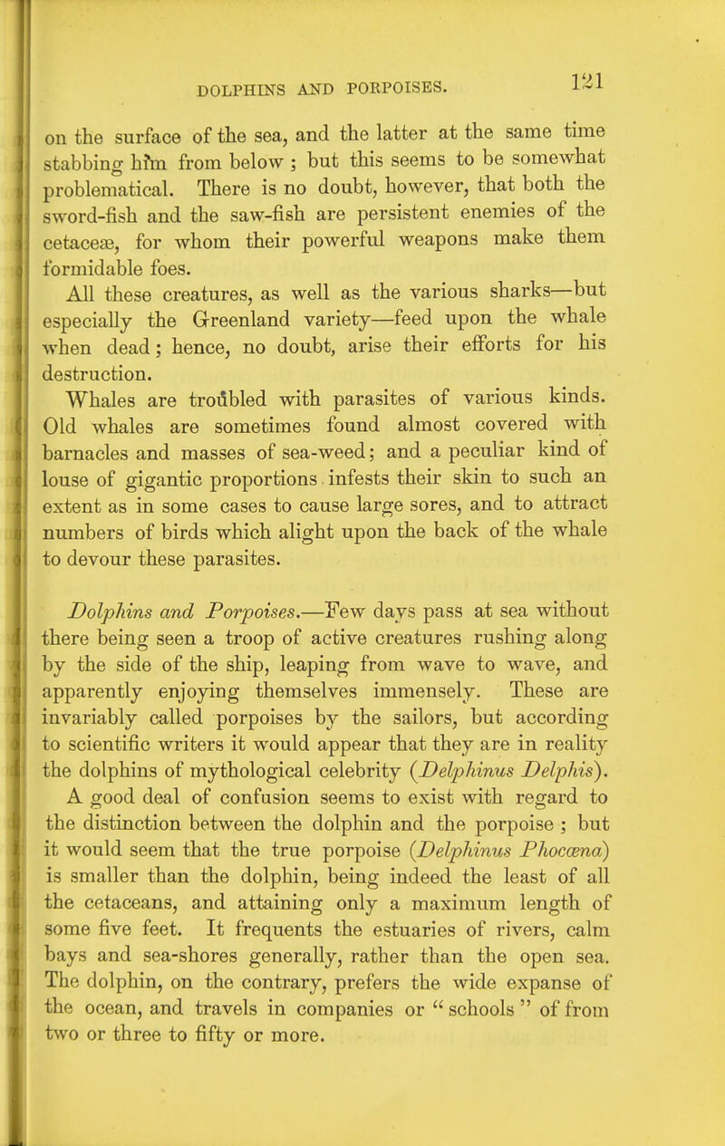 DOLPHINS AND PORPOISES. on the surface of the sea, and the latter at the same time stabbing hfm from below ; but this seems to be somewhat problematical. There is no doubt, however, that both the sword-fish and the saw-fish are persistent enemies of the cetaceje, for whom their powerful weapons make them formidable foes. All these creatures, as well as the various sharks—but especially the Greenland variety—feed upon the whale when dead; hence, no doubt, arise their efforts for his destruction. Whales are troubled with parasites of various kinds. Old whales are sometimes found almost covered with barnacles and masses of sea-weed; and a peculiar kind of louse of gigantic proportions. infests their skin to such an extent as in some cases to cause large sores, and to attract numbers of birds which alight upon the back of the whale to devour these parasites. Dolphins and Porpoises.—Few days pass at sea without there being seen a troop of active creatures rushing along by the side of the ship, leaping from wave to wave, and apparently enjoying themselves immensely. These are invariably called porpoises by the sailors, but according to scientific writers it would appear that they are in reality the dolphins of mythological celebrity (^Delphinus Delphis). A good deal of confusion seems to exist with regard to the distinction between the dolphin and the porpoise ; but it would seem that the true porpoise {Delphinus Phoccena) is smaller than the dolphin, being indeed the least of all the cetaceans, and attaining only a maximum length of some five feet. It frequents the estuaries of rivers, calm bays and sea-shores generally, rather than the open sea. The dolphin, on the contrary, prefers the wide expanse of the ocean, and travels in companies or  schools  of from two or three to fifty or more.