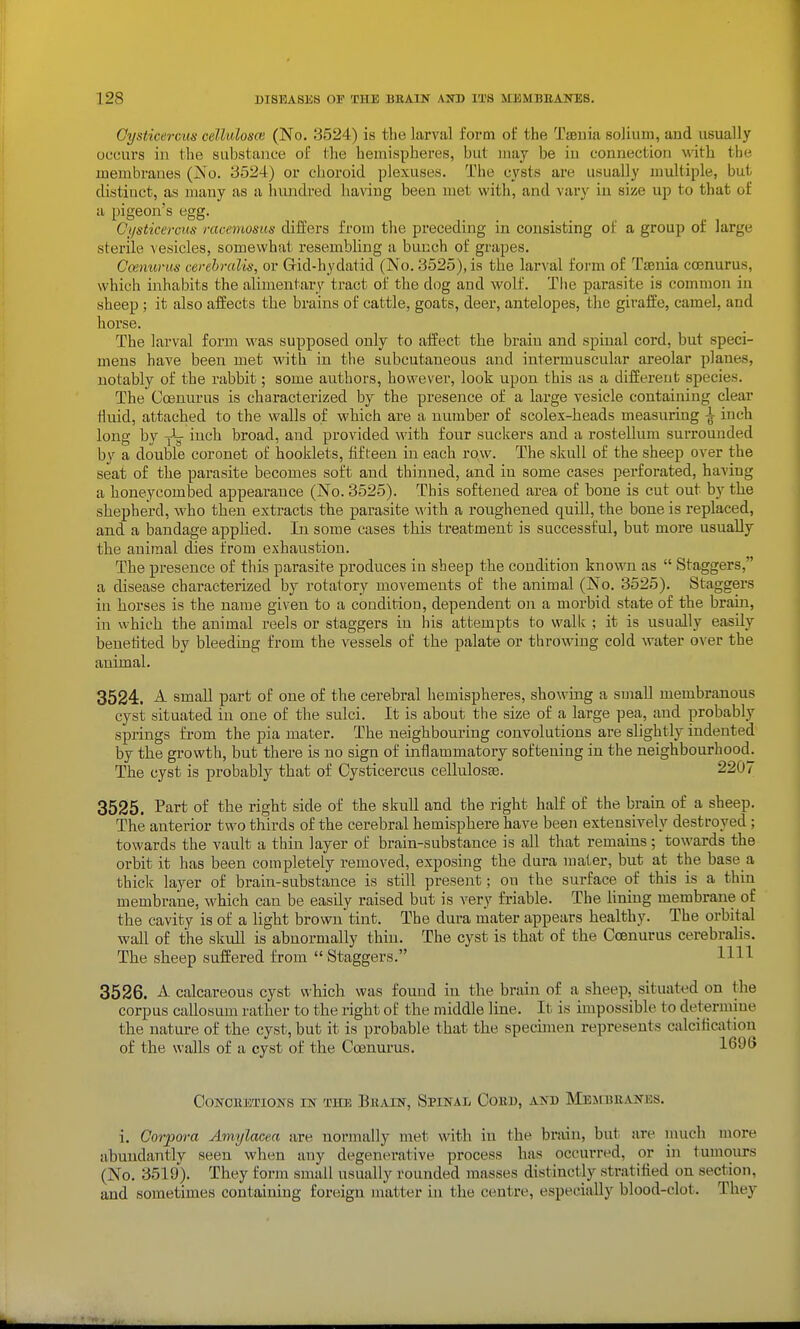 Cysticercus cellulosce (No. 3524) is the larval form of the Taeuia solium, and usually occurs in the substance of the hemispheres, but may be iu connection with the membranes (jN'o. 3524) or choroid plexuses. The cysts are usually multiple, but distinct, as many as a hundred having been met with, and vary in size up to that of a pigeon's egg. Cysticercus racemosus differs froui the preceding in consisting of a group of large sterile vesicles, somewhat resembling a bunch of grapes. G<xnurus cerebralis, or Gid-hydatid (No. 3525), is the larval form of Taenia coenurus, which inhabits the alimentary tract of the dog and wolf. Tlie parasite is common iu sheep ; it also affects the brains of cattle, goats, deer, antelopes, the giraffe, camel, and horse. The larval form was supposed only to affect the braiu and spinal cord, but speci- mens have been met with in the subcutaneous and intermuscular areolar planes, notably of the rabbit; some authors, however, look upon this as a different species. The Coenurus is characterized by the presence of a large vesicle containing clear Huid, attached to the walls of which are a number of scolex-heads measuring ^ inch long by inch broad, and provided with four suckers and a rostellum surrounded by a double coronet of booklets, fifteen in each row. The skull of the sheep over the seat of the parasite becomes soft and thinned, and in some cases perforated, having a honeycombed appearance (No. 3525). This softened area of bone is cut out by the shepherd, who then extracts the parasite with a roughened quill, the bone is replaced, and a bandage applied. In some cases this treatment is successful, but more usually the auiraal dies from exhaustion. The presence of this parasite produces iu sheep the condition known as  Staggers, a disease characterized by rotatory movements of the animal (No. 3525). Staggers in horses is the name given to a condition, dependent on a morbid state of the brain, in which the animal reels or staggers in his attempts to walk ; it is usually easily benefited by bleeding from the vessels of the palate or throwing cold water over the animal. 3524. A small part of one of the cerebral hemispheres, showing a small membranous cyst situated in one of the sulci. It is about the size of a large pea, and probably springs from the pia mater. The neighbouring convolutions are slightly indented by the growth, but there is no sign of inflammatory softening in the neighbourhood^ The cyst is probably that of Cysticercus cellulosse. 2207 3525. Part of the right side of the skull and the right half of the brain of a sheep. The anterior two thirds of the cerebral hemisphere have been extensively destroyed; towards the vault a thin layer of bi'ain-substance is all that remains; towards the orbit it has been completely removed, exposing the dura mater, but at the base a thiclv layer of brain-substance is still present; on the surface of this is a thin membrane, which can be easily raised but is very friable. The lining membrane of the cavity is of a light brown tint. The dura mater appears healthy. The orbital wall of the skull is abnormally thin. The cyst is that of the Coenurus cerebralis. The sheep suffered from  Staggers. HH 3526. A calcareous cyst which was found iu the brain of a sheep, situated on the corpus callosum rather to the right of the middle line. It is impossible to determine the nature of the cyst, but it is probable that the specimen represents calcification of the walls of a cyst of the Coenurus. 1696 CoirOKBTIONS IN THE BllAIN, SpINAL CoRD, AJfD MESCBRAIfBS. i. Corpora Amylacea are normally met with in the brain, but are much more abundantly seen when any degenerative process has occurred, or in tumours (No. 3519). They form small usually rounded masses distinctly stratified on section, and sometimes containing foreign matter iu the centre, especially blood-clot. They