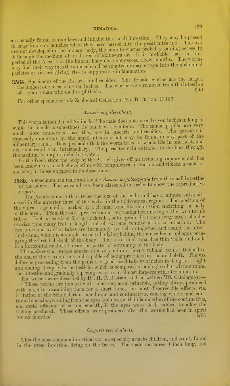 KEMATODA. are usually found in numbers and inhabit the small intestine. They may be passed in larse knots or bunches when they have passed into the great intestme. ihe ova are not developed in the human body, the minute M^orms probably gaining access to it through the medium of unfiltered drinking-water. It is probable that the Me- period of the Ascaris in the human body does not exceed a tew months. The worms may find then- way into the stomach and be voniited or may escape mto the abdominal parietes or viscera, giving rise to suppurative inflammation. 3564 Specimens of the Ascaris lumbricoides. The female worms are the larger, the'longest one measuring ten inches. The worms were removed from the intestine of a young man who died of phthisis. For other specunens ?;icZe Zoological Collection, No. D 135 and D 136. Ascaris megalocejoJiala. This worm is found in aU Solipeds. The male does not exceed seven inches in length, while the female is sometimes as much as seventeen. The caudal papillse are very much more numerous than they are in Ascaris lumbricoides. The parasite is especiaUy numerous in the smaU intestine, but may be found in any part of the alunentary canal. It is probable that the worm Hves its whole life m one host, and does not require an intermediary. The parasites gain entrance to the host through the medium of impure drinking-w^ater. i • i i In the fresh state the body of the Ascaris gives off an irritating vapour which lias been known to cause lachrymation with conjunctival irritation and violent attacks of sueezing in those engaged in its dissection. 3565. A specunen of a male and female Ascaris megalocepJmla from the smaU intestine of the horse. The worms have been dissected ui order to show the reproductive organs. . i -j. The female is more than twice the size of the male and has a minute vulva sit- uated in the anterior third of the body, in the mid-ventral region. The position of the vulva is generally marked by a circular band-hlie depression encu'chng the body at this level. From the vulva proceeds a narrow vagma terminating in the two uterine tubes. Each uterus is at first a thick tube, but it gradually tapers away into a sleiider ovarian tube many feet in length and oE extreme tenuity at its termination. _ The two uteri and ovarian tubes are iutimately twisted up together and round the intes- tinal canal, which is a simple broad tube Ijdng behind the muscidar oesophagus occu- pying the first half-inch of the body. The intestinal canal has thin walls, and ends in a horizontal anal cleft near the ]30sterior extremity of the body. The male sexual organs consist of a very minute horny tubidar penis attached to tlie end of the vas deferens and capable of being protruded at the anal cleft. The vas deferens proceeding from the penis is a good-sized tube two inches in length, straight and ending abruptly iu the testicle, which is composed of a single tube twisting round the intestine and gradually tapering away to an almost imperceptible termination. The worms were dissected by Dr. H. 0. Bastiau, and he wiites (MS. Catalogue):—  These worms are imbued with some very acrid principle, as they always produced with me, after examining them for a short time, the most disagreeable effects, viz. in-itation of the Schneiderian membrane and conjunctiva), causing violent and con- tinued sneezing,runningfrom the eyes and nose, with inflammation of the conjunctivoa, and rapid effusion of serum beneath, if the eyes were at all rubbed to allay the itching produced. These effects were produced after the worms had been in spirit For six months. 4/81 Owyuris vermicularis. This, the most common intestinal worm, especially attacks children, and is only found in the great intestine, living on the feeces. The male measures ^ inch long, and