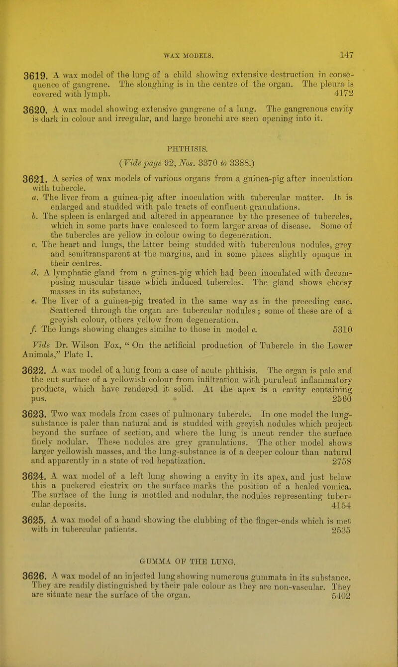 3619. A wax model of the lung of a child showing extensive destruction in conse- quence of gangrene. The sloughing is in the centre of the organ. The pleiu-a is covered with lymph. 4172 3620. A wax model showing extensive gangrene of a lung. The gangrenous cavity is dark in colour and irregular, and large bronchi are seen opening into it. PHTHISIS. (Videpage 92, Nos. 3370 to 3388.) 3621. A series of wax models of various organs from a guinea-pig after inoculation with tubercle. «. The liver from a guinea-pig after inoculation with tubercular matter. It is enlarged and studded with pale tracts of confluent granulations. h. The spleen is enlarged and altered in appearance by the presence of tubercles, which in some parts have coalesced to form larger areas of disease. Some of the tubercles are yellow in colour owing to degeneration. c. The heart and lungs, the latter being studded with tuberculous nodules, grey and semitransparent at the margins, and in some places slightly opaque in their centres. d. A lymphatic gland from a guinea-pig which had been inoculated with decom- posing muscular tissue which induced tubercles. The gland shows cheesy masses in its substance, e. The hver of a guinea-pig treated in the same way as in the preceding case. Scattered through the organ are tubercular nodules ; some of these are of a greyish colour, others yellow from degeneration. /. The lungs showing changes similar to those in model c. 5310 Vide Dr. Wilson Eox,  On the artificial production of Tubercle in the Lower Animals, Plate I. 3622. A wax model of a, lung from a case of acute phthisis. The organ is pale and the cut surface of a yellowish colour from infiltration with purulent inflammatory products, which have rendered it solid. At the apex is a cavity containing pus. 2560 3623. Two wax models from cases of pulmonary tubercle. In one model the lung- substance is paler than natural and is studded with greyish nodules which project beyond the surface of section, and where the lung is uncut render the surface finely nodular. These nodules are grey granulations. The other model shows larger yellowish masses, and the lung-substance is of a deeper colour than natural and apparently in a state of red hepatization. 2758 3624. A wax model of a left lung showing a cavity in its apex, and just below this a puckered cicatrix on the surface marks the position of a healed vomica. The surface of the lung is mottled and nodular, the nodules representing tuber- cular deposits. 4154 3625. A wax model of a hand showing the clubbing of the finger-ends which is met with in tubercular patients. 2535 GUMMA OF THE LUNG. 3626. A wax model of an injected lung showing numerous gummata in its substance. They are readily distinguished by their pale colour as they are non-vascular. They are situate near the surface of the organ. 6402