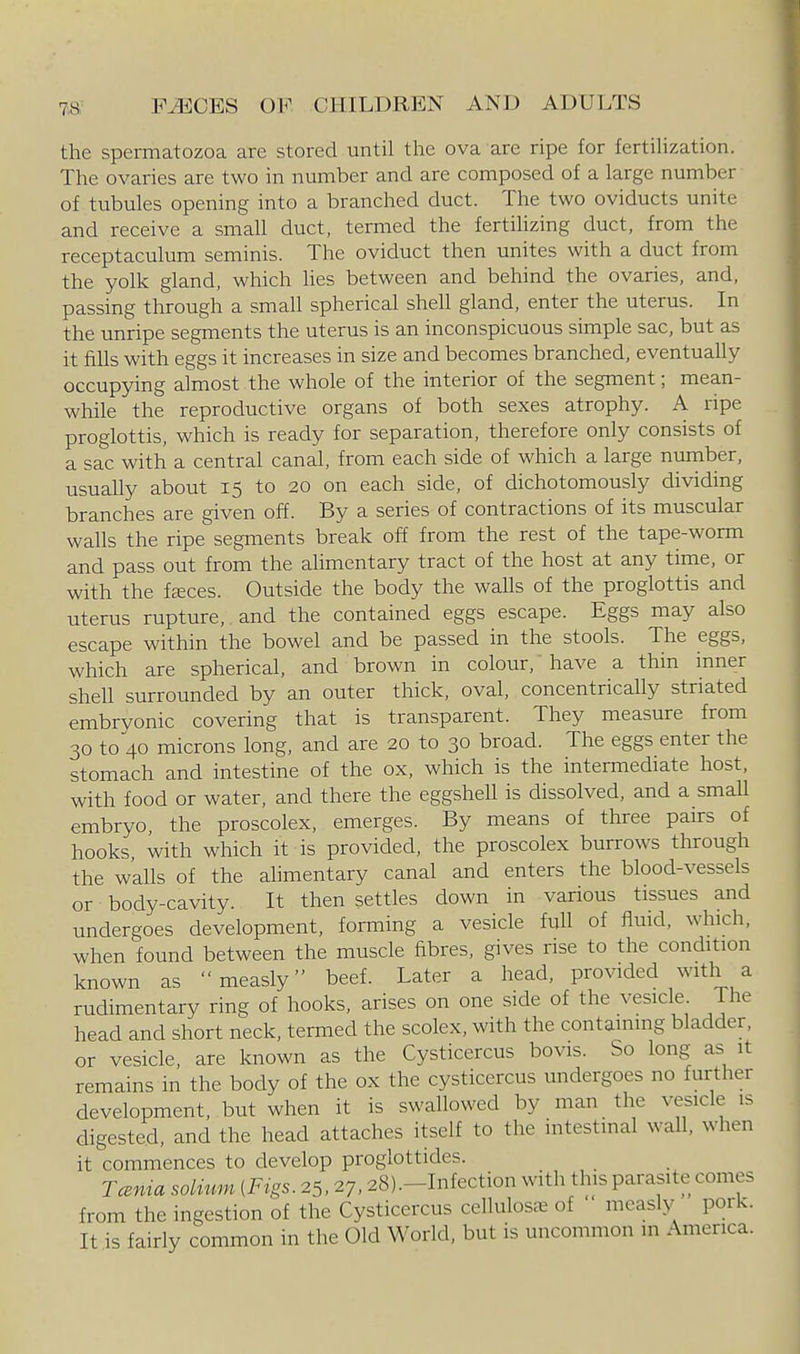 the spermatozoa are stored until the ova are ripe for fertilization. The ovaries are two in number and are composed of a large number of tubules opening into a branched duct. The two oviducts unite and receive a small duct, termed the fertilizing duct, from the receptaculum seminis. The oviduct then unites with a duct from the yolk gland, which hes between and behind the ovaries, and, passing through a small spherical shell gland, enter the uterus. In the unripe segments the uterus is an inconspicuous simple sac, but as it fills with eggs it increases in size and becomes branched, eventually occupying almost the whole of the interior of the segment; mean- while the reproductive organs of both sexes atrophy. A ripe proglottis, which is ready for separation, therefore only consists of a sac with a central canal, from each side of which a large number, usually about 15 to 20 on each side, of dichotomously dividing branches are given off. By a series of contractions of its muscular walls the ripe segments break off from the rest of the tape-worm and pass out from the alimentary tract of the host at any time, or with the fjeces. Outside the body the walls of the proglottis and uterus rupture, and the contained eggs escape. Eggs may also escape within the bowel and be passed in the stools. The eggs, which are spherical, and brown in colour, have a thin inner shell surrounded by an outer thick, oval, concentrically striated embryonic covering that is transparent. They measure from 30 to 40 microns long, and are 20 to 30 broad. The eggs enter the stomach and intestine of the ox, which is the intermediate host, with food or water, and there the eggshell is dissolved, and a small embryo, the proscolex, emerges. By means of three pairs of hooks, with which it is provided, the proscolex burrows through the walls of the alimentary canal and enters the blood-vessels or body-cavity. It then settles down in various tissues and undergoes development, forming a vesicle full of fluid, which, when found between the muscle fibres, gives rise to the condition known as measly beef. Later a head, provided with^ a rudimentary ring of hooks, arises on one side of the vesicle The head and short neck, termed the scolex, with the containing bladder, or vesicle, are known as the Cysticercus bovis. So long as it remains in the body of the ox the cysticercus undergoes no further development, but when it is swallowed by man the vesicle is digested, and the head attaches itself to the intestinal wall, when it commences to develop proglottides. Tcenia solium (Figs. 25,27,28).-Infection with this parasite comes from the ingestion of the Cysticercus cellulosre of measly pork. It is fairly common in the Old World, but is uncommon in America.