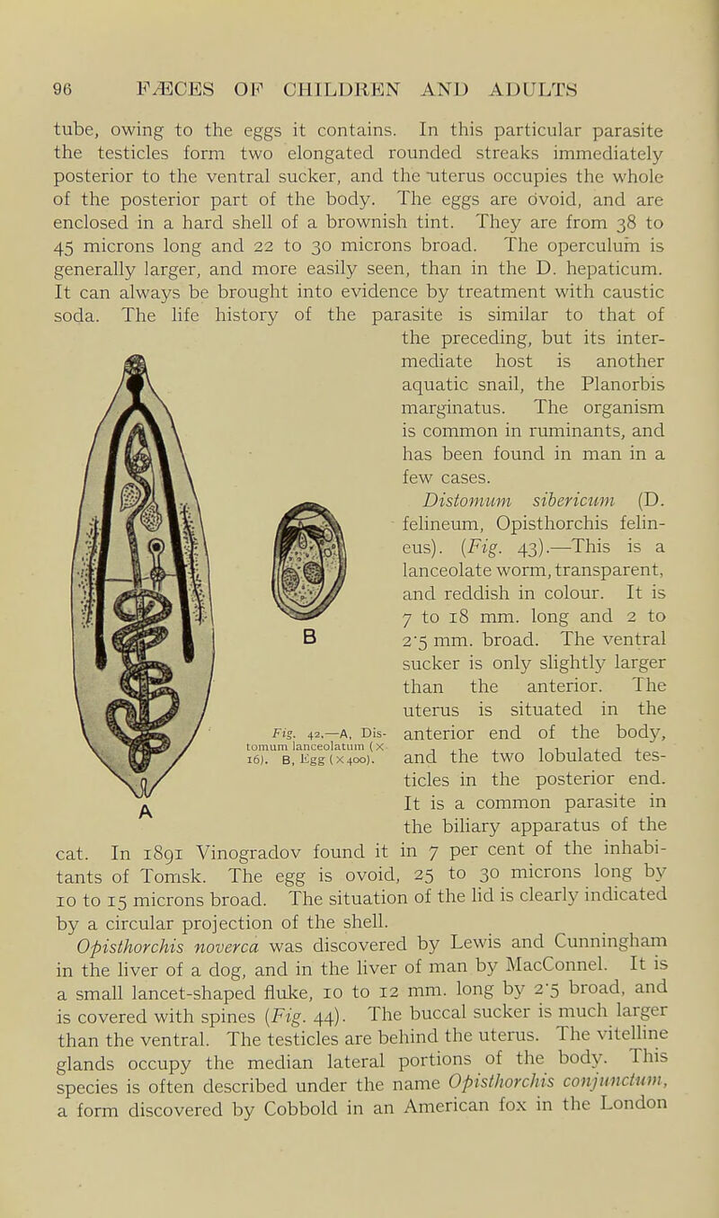 tube, owing to the eggs it contains. In this particular parasite the testicles form two elongated rounded streaks immediately posterior to the ventral sucker, and the aiterus occupies the whole of the posterior part of the body. The eggs are ovoid, and are enclosed in a hard shell of a brownish tint. They are from 38 to 45 microns long and 22 to 30 microns broad. The operculuin is generally larger, and more easily seen, than in the D. hepaticum. It can always be brought into evidence by treatment with caustic soda. The life history of the parasite is similar to that of the preceding, but its inter- mediate host is another aquatic snail, the Planorbis marginatus. The organism is common in ruminants, and has been found in man in a few cases. Disiomum sibencum (D. felineum, Opisthorchis felin- eus). {Fig. 43).—This is a lanceolate worm, transparent, and reddish in colour. It is 7 to 18 mm. long and 2 to 2 5 mm. broad. The ventral sucker is only shghtly larger than the anterior. The uterus is situated in the anterior end of the body, and the two lobulated tes- ticles in the posterior end. It is a common parasite in the biliary apparatus of the cat. In 1891 Vinogradov found it in 7 per cent of the inhabi- tants of Tomsk. The egg is ovoid, 25 to 30 microns long by 10 to 15 microns broad. The situation of the hd is clearly indicated by a circular projection of the shell. Opisthorchis noverca was discovered by Lewis and Cunningham in the liver of a dog, and in the liver of man by MacConnel. It is a small lancet-shaped fiulce, 10 to 12 mm. long by 2-5 broad, and is covered with spines {Fig. 44). The buccal sucker is much larger than the ventral. The testicles are behind the uterus. The viteUine glands occupy the median lateral portions of the body. This species is often described under the name Opisthorchis conjunctum, a form discovered by Cobbold in an American fox in the London fig. 42,—A, Dis- tomum lanceolatum (x 16). B,iigg(X400).