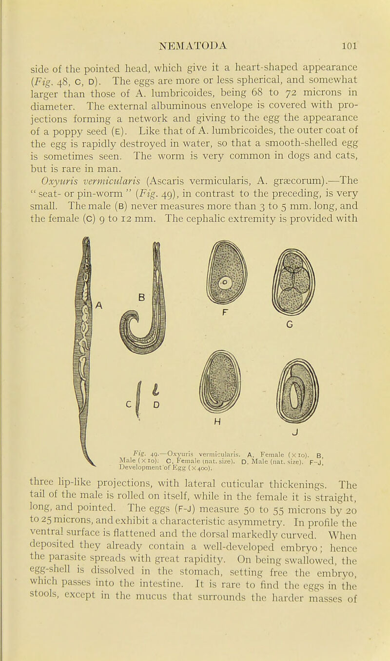 side of the pointed head, which give it a heart-shaped appearance [Fig. 48, c, d). The eggs are more or less spherical, and somewhat larger than those of A. lumbricoides, being 68 to 72 microns in diameter. The external albuminous envelope is covered with pro- jections forming a network and giving to the egg the appearance of a poppy seed (e). Like that of A. lumbricoides, the outer coat of the egg is rapidly destroyed in water, so that a smooth-shelled egg is sometimes seen. The worm is very common in dogs and cats, but is rare in man. Oxytiris vermicularis (Ascaris vermicularis, A. grsecorum).-—The  seat- or pin-worm  [Fig. 49), in contrast to the preceding, is very small. The male (b) never measures more than 3 to 5 mm. long, and the female (c) g to 12 mm. The cephalic extremity is provided with three lip-like projections, with lateral cuticular thickenings. The tail of the male is rolled on itself, while in the female it is straight, long, and pointed. The eggs (f-j) measure 50 to 55 microns by 20 to 25 microns, and exhibit a characteristic asymmetry. In profile the ventral surface is flattened and the dorsal markedly curved. When deposited they already contain a well-developed embryo; hence the parasite spreads with great rapidity. On being swallowed, the egg-shell is dissolved in the stomach, setting free the embryo, which passes into the intestine. It is rare to find the eggs in the stools, except in the mucus that surrounds the harder masses of