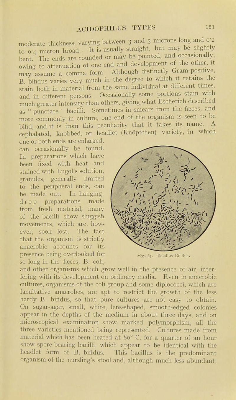 ACIDOPHILUS TYPES moderate thickness, varying between 3 and 5 microns long and 0 2 to 0-4 micron broad. It is usually straight, but may be shgh ly bent The ends are rounded or may be pointed, and occasionally, owing to attenuation of one end and development of the other, it may assume a comma form. Although distinctly Gram-positive, B bifidus varies very much in the degree to which it retains the stain both in material from the same individual at different times, and in different persons. Occasionally some portions stain with much greater intensity than others, giving what Escherich described as  punctate  bacilU. Sometimes in smears from the fences, and more commonly in culture, one end of the organism is seen to be bifid, and it is from this pecuharity that it takes its name. A ceph'alated, knobbed, or headlet (Knopfchen) variety, in which one or both ends are enlarged, can occasionally be found. In preparations which have been fixed with heat and stained with Lugol's solution, granules, generally limited to the peripheral ends, can be made out. In hanging- drop preparations made from fresh material, many of the bacilH show sluggish movements, which are, how- ever, soon lost. The fact that the organism is strictly anaerobic accounts for its presence being overlooked for so long in the faeces, B. coli, and other organisms which grow well in the presence of air, inter- fering with its development on ordinary media. Even in anaerobic cultures, organisms of the coli group and some diplococci, which are facultative anaerobes, are apt to restrict the growth of the less hardy B. bifidus, so that pure cultures are not easy to obtain. On sugar-agar, small, white, lens-shaped, smooth-edged colonies appear in the depths of the medium in about three daj^s, and on microscopical examination show marked polymorphism, all the three varieties mentioned being represented. Cultures made from material which has been heated at 80° C. for a quarter of an hour show spore-bearing bacilli, which appear to be identical with the headlet form of B. bifidus. This bacillus is the predominant organism of the nursling's stool and, although much less abundant, -A/^. 67.—Ilacillus Rilidus.