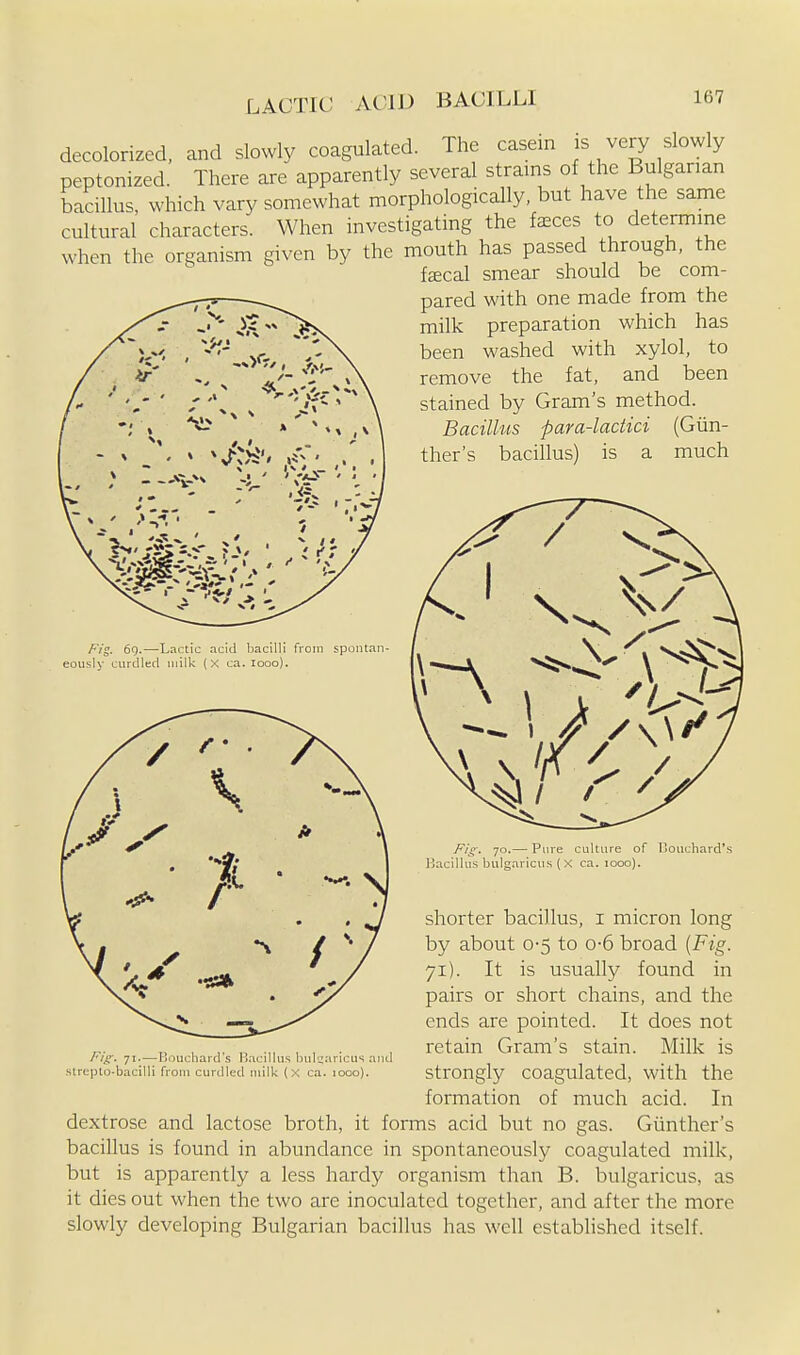 LACTIC AViD BACILLI decolorized, and slowly coagulated. The casein is very slowly peptonized. There are apparently several strains of the Bulgarian bacillus, which vary somewhat morphologically, but have the same cultural characters. When investigating the feces to determine when the organism given by the mouth has passed through, the fecal smear should be com- pared with one made from the milk preparation which has been washed with xylol, to remove the fat, and been stained by Gram's method. Bacilhis para-lactici (Giin- ther's bacillus) is a much Fig. 6q.—Lactic acid bacilli from spontan- eously curdled milk (X ca. looo). Fi^. 71 — Bouchard's P)acillus hul^aricus aiul streplo-bacilli from curdled milk (X ca. 1000). Fig: 70.— Pure culture of I'ouchard's l!acillus bulgaricus (X ca. 1000). shorter bacillus, i micron long by about 0-5 to o-6 broad {Fig. 71). It is usually found in pairs or short chains, and the ends are pointed. It does not retain Gram's stain. Milk is strongly coagulated, with the formation of much acid. In dextrose and lactose broth, it forms acid but no gas. Giinther's bacillus is found in abundance in spontaneously coagulated milk, but is apparently a less hardy organism than B. bulgaricus, as it dies out when the two are inoculated together, and after the more slowly developing Bulgarian bacillus has well established itself.