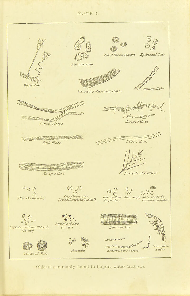 TV/ t rhmn ir7/-<: , -^>UJ, Corpuscles SumanJl/aod do/iidamys) do.(crenatect& ^iu> corpuscles (ireataLwtfkJcetLcAcui) Corpuscles lirmzngctrvulcawj ScoXes of Fish,.