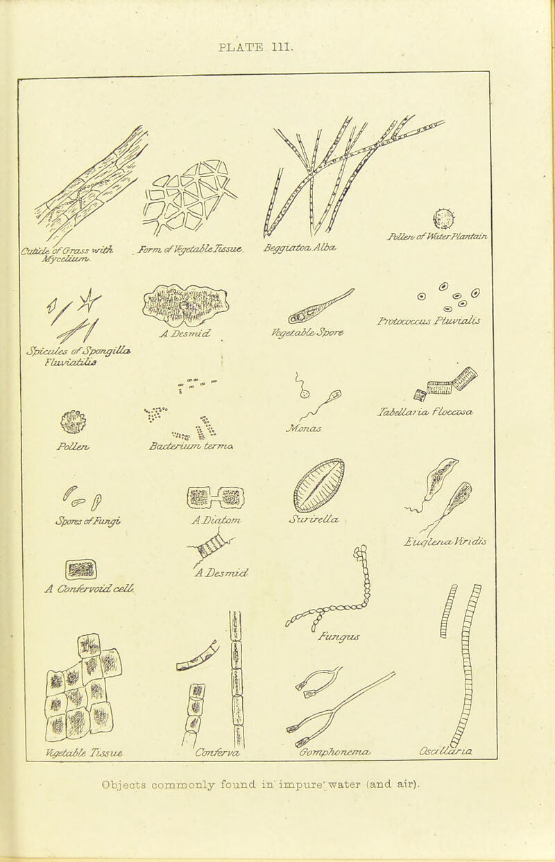 PLATE 111. Spicules ofSpongitla FiuviadlzJ Pollen, BaxteruiTTV terrria