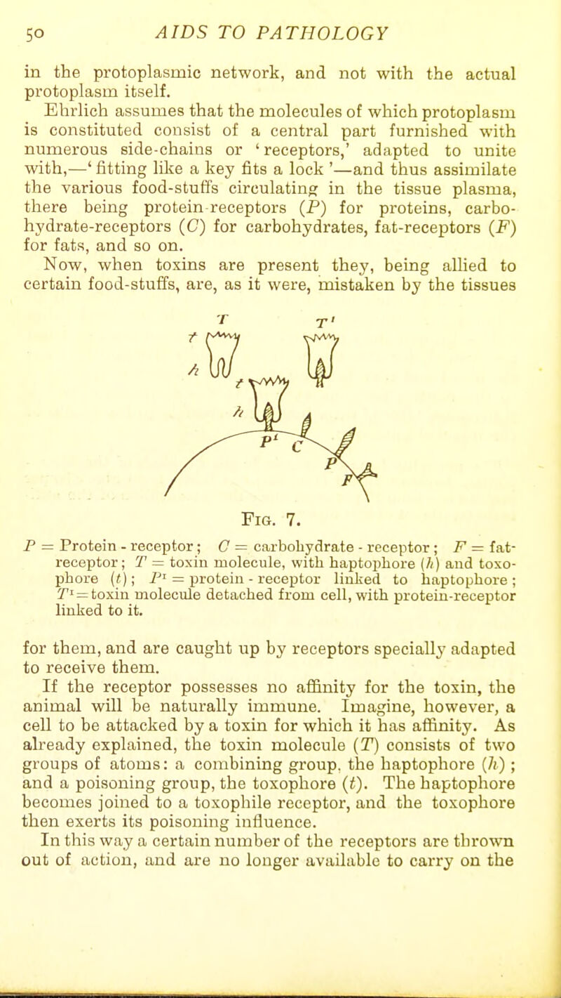 in the protoplasmic network, and not with the actual protoplasm itself. Ehrlich assumes that the molecules of which protoplasm is constituted consist of a central part furnished with numerous side-chains or ' receptors,' adapted to unite with,—' fitting lilce a key fits a lock '—and thus assimilate the various food-stuffs circulatino; in the tissue plasma, there being protein receptors (P) for proteins, carbo- hydrate-receptors (C) for carbohydrates, fat-receptors (F) for fats, and so on. Now, when toxins are present they, being aUied to certain food-stuffs, are, as it were, mistaken by the tissues P = Protein - receptor; C = carbohyclrate - receptor ; F = fat- receptor; T = toxin molecule, with haptopliore (//) and toxo- phore (t); = protein - receptor linked to haptophore ; 7'!=toxin molecule detached from cell, with protein-receptor linked to it. for them, and are caught up by receptors specially adapted to receive them. If the receptor possesses no affinity for the toxin, the animal will be naturally immune. Imagine, however, a cell to be attacked by a toxin for which it has affinity. As already explained, the toxin molecule {T) consists of two groups of atoms: a combining group, the haptophore {li) ; and a poisoning group, the toxophore {t). The haptophore becomes joined to a toxophile receptor, and the toxophore then exerts its poisoning influence. In this way a certain number of the receptors are thrown out of action, and are no longer available to carry on the Fig. 7.