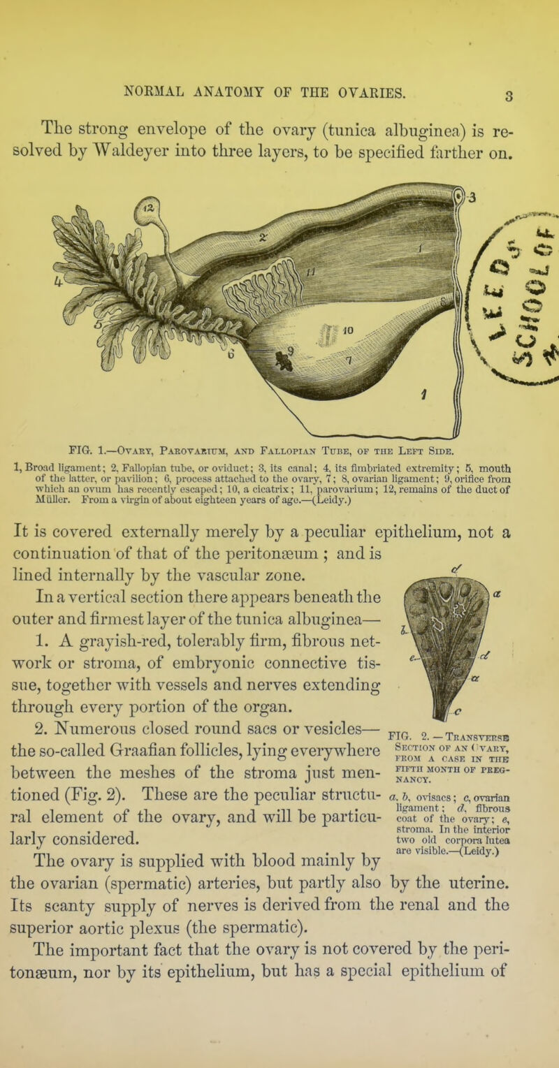 NORMAL ANATOMY OF THE OVARIES. The strong envelope of the ovary (tunica albuginea) is re- solved by Waldeyer into three layers, to be specified farther on. FIG. 1.—Ovary, PAEOTARirrM, and Fallopian Tube, of the Left Side. 1, Broad ligament; 2, Fallopian tube, or oviduct; 3, its canal; 4. its fimbriated extremity; 5, mouth of the latter, or pavilion; 6, process attached to the ovary, T; 8, ovarian ligament; 9, oriiice from which an ovum has recently escaped; 10, a cicatrix; 11, parovarium; 12, remains of the duct of Miiller. From a virgin of about eighteen years of age.—(Leidy.) It is covered externally merely by a peculiar epithelium, not a continuation of that of the peritongeum ; and is lined internally by the vascular zone. In a vertical section there a2:)pears beneath the outer and firmest layer of the tunica albuginea— 1. A grayish-red, tolerably firm, fibrous net- work or stroma, of embryonic connective tis- sue, together with vessels and nerves extending through every portion of the organ. 2. Numerous closed round sacs or vesicles— the so-called Graafian follicles, lying everywhere between the meshes of the stroma just men- tioned (Fig. 2). These are the peculiar structu- a. &, ovisacs; c, ovnrfan T T . ^ j^-i T -n 1 l' ligament; d. fibrous ral element oi the ovary, and will be particu- coat of the ovary; , , . , , stroma. In the interior larly considered. two old corpora lutea The ovary is supplied with blood mainly by e.-{Leidy.) the ovarian (spermatic) arteries, but partly also by the uterine. Its scanty supply of nerves is derived from the renal and the superior aortic plexus (the spermatic). The important fact that the ovary is not covered by the peri- tonaeum, nor by its epithelium, but has a special epithelium of FIG. 2. — Transtersb Section of an < vAnr, FROM A case in TUB FIFTH MONTH OF PEEG- NANCY.
