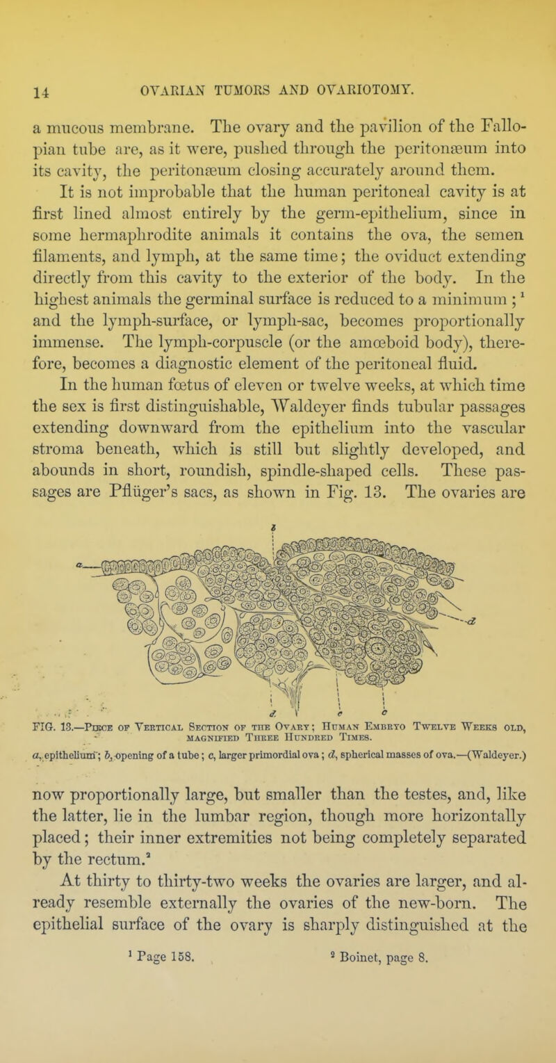 a mucous membrane. The ovary and the pavilion of the Fallo- pian tube are, as it were, pushed through the peritonaeum into its cavity, the peritonfeum closing accurately around them. It is not improbable that the human peritoneal cavity is at first lined almost entirely by the germ-epithelium, since in some hermaphrodite animals it contains the ova, the semen filaments, and lymph, at the same time; the oviduct extending directly from this cavity to the exterior of the body. In the highest animals the germinal surface is reduced to a minimum ; ^ and the lymph-surface, or lymph-sac, becomes proportionally immense. The lymph-corpuscle (or the amoeboid body), there- fore, becomes a diagnostic element of the peritoneal fluid. In the human foetus of eleven or twelve weeks, at which time the sex is first distinguishable, Waldeyer finds tubular passages extending downward from the epithelium into the vascular stroma beneath, which is still but slightly developed, and abounds in short, roundish, spindle-shaped cells. These pas- sages are Pfliiger's sacs, as shown in Fig. 13. The ovaries are FIG. 13.—Pdece of Veetical Section of the Ovart; Human Embrto Twelve Weeks old, MAGNIFIED Three Uundred Times. a, epithelium; 6, opening of a tube; c, larger primordial ova; d, spherical masses of ova.—(Waldeyer.) now proportionally large, but smaller than the testes, and, like the latter, lie in the lumbar region, though more horizontally placed; their inner extremities not being completely separated by the rectum. At thirty to thirty-two weeks the ovaries are larger, and al- ready resemble externally the ovaries of the new-born. The epithelial surface of the ovary is sharply distinguished at the » Page 158. Boinet, page 8.