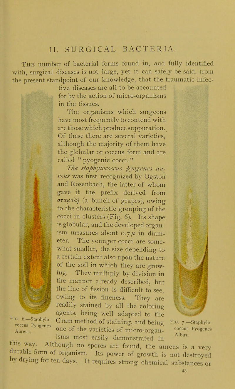 The number of bacterial forms found in, and fully identified with, surgical diseases is not large, yet it can safely be said, from the present standpoint of our knowledge, that the traumatic infec- tive diseases are all to be accounted for by the action of micro-organisms ^ in the tissues. The organisms which surgeons have most frequently to contend with are those which produce suppuration. Of these there are several varieties, although the majority of them have the globular or coccus form and are called pyogenic cocci. The staphylococcus pyogenes au- reus was first recognized by Ogston and Rosenbach, the latter of whom gave it the prefix derived from azaipolq (a bunch of grapes), owing to the characteristic grouping of the cocci in clusters (Fig. 6). Its shape is globular, and the developed organ- ism measures about 0.7/i in diam- eter. The younger cocci are some- what smaller, the size depending to a certain extent also upon the nature of the soil in which they are grow- ing. They multiply by division in the manner already described, but the line of fission is diflicult to see, owing to its fineness. They are readily stained by all the coloring agents, being well adapted to the Gram method of staining, and being one of the varieties of micro-orean- isms most easily demonstrated in way. Although no spores are found, the aureus is a very durable form of organism. Its power of growth is not destroyed by drymg for ten days. It requires strong chemical substances or 43 Fig. 6.—Staphylo- coccus Pyogenes Aureus. this Fig. ;.—Staphylo- coccus Pyogenes Albus.