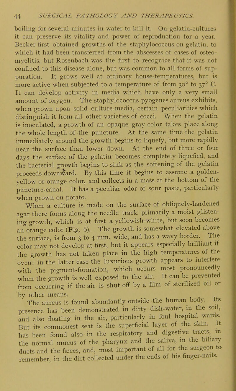 boiling for several minutes in water to kill it. On gelatin-cultures it can preserve its vitality and power of reproduction for a year. Becker first obtained growths of the staphylococcus on gelatin, to which it had been transferred from the abscesses of cases of osteo- myelitis, but Rosenbach was the first to recognize that it was not confined to this disease alone, but was common to all forms of sup- puration. It grows well at ordinary house-temperatures, but is more active when subjected to a temperature of from 30° to 37° C. It can develop activity in media which have only a very small amount of oxygen. The staphylococcus pyogenes aureus exhibits, when grown upon solid culture-media, certain peculiarities which distinguish it from all other varieties of cocci. When the gelatin is inoculated, a growth of an opaque gray color takes place along the whole length of the puncture. At the same time the gelatin immediately around the growth begins to liquefy, but more rapidly near the surface than lower down. At the end of three or four days the surface of the gelatin- becomes completely liquefied, and the bacterial growth begins to sink as the softening of the gelatin proceeds downward. By this time it begins to assume a golden- yellow or orange color, and collects in a mass at the bottom of the puncture-canal. It has a peculiar odor of sour paste, particularly when grown on potato. When a culture is made on the surface of obliquely-hardened agar there forms along the needle track primarily a moist glisten- ing growth, which is at first a yellowish-white, but soon becomes an^orange color (Fig. 6). The growth is somewhat elevated above the surface, is from 3 to 4 mm. wide, and has a wavy border. The color may not develop at first, but it appears especially brilliant if the growth has not taken place in the high temperatures of the oveni in the latter case the luxurious growth appears to interfere with the pigment-formation, which occurs most pronouncedly when the growth is well exposed to the air. It can be prevented from occurring if the air is shut off by a film of sterilized oil or by other means. The aureus is found abundantly outside the human body. Its presence has been demonstrated in dirty dish-water, in the soil, and also floating in the air, particularly in foul hospital wards. But its commonest seat is the superficial layer of the skin. It has been found also in the respiratory and digestive tracts, in the normal mucus of the pharynx and the saliva, m the biliary ducts and the faeces, and, most important of all for the surgeon to remember, in the dirt collected under the ends of his finger-nails.