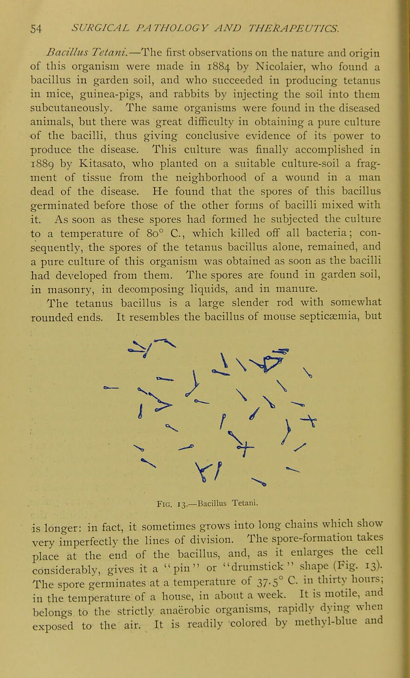 Bacillus Tetani.—The first observations on the nature and origin of this organism were made in 1884 by Nicolaier, who found a bacillus in garden soil, and who succeeded in producing tetanus in mice, guinea-pigs, and rabbits by injecting the soil into them subcutaneously. The same organisms were found in the diseased animals, but there was great difficulty in obtaining a pure culture ■of the bacilli, thus giving conclusive evidence of its power to produce the disease. This culture was finally accomplished in 1889 by Kitasato, who planted on a suitable culture-soil a frag- ment of tissue from the neighborhood of a wound in a man dead of the disease. He found that the spores of this bacillus germinated before those of the other forms of bacilli mixed with it. As soon as these spores had formed he subjected the culture to a temperature of 80° C, which killed off all bacteria; con- sequently, the spores of the tetanus bacillus alone, remained, and a pure culture of this organism was obtained as soon as the bacilli had developed from them. The spores are found in garden soil, in masonry, in decomposing liquids, and in manure. The tetanus bacillus is a large slender rod with somewhat rounded ends. It resembles the bacillus of mouse septicaemia, but Fig. 13.—Bacillus Tetani. is longer: in fact, it sometimes grows into long chains which show very imperfectly the lines of division. The spore-formation takes place at the end of the bacillus, and, as it enlarges the cell considerably, gives it a  pin  or drumstick shape (Fig. 13). The spore germinates at a temperature of 37.5° C. in thirty hours; in the temperature of a house, in about a week. It is motile, and belongs to the strictly anaerobic organisms, rapidly dying when exposed to the air. It is readily colored by methyl-blue and