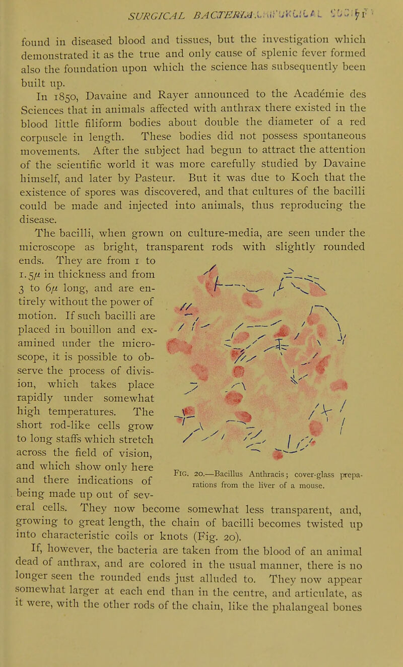 SURGICAL BACTER{.4X.\^K\'Si^L',L ^ L 'V^ :> ■ ^r ' found in diseased blood and tissues, but the investigation which demonstrated it as the true and only cause of splenic fever formed also the foundation upon which the science has subsequently been built up. In 1850, Davaine and Rayer announced to the Academie des Sciences that in animals affected with anthrax there existed in the blood little filiform bodies about double the diameter of a red corpuscle in length. These bodies did not possess spontaneous movements. After the subject had begun to attract the attention of the scientific world it was more carefully studied by Davaine himself, and later by Pasteur. But it was due to Koch that the existence of spores was discovered, and that cultures of the bacilli could be made and injected into animals, thus reproducing the disease. The bacilli, when grown on culture-media, are seen under the microscope as bright, transparent rods with slightly rounded ends. They are from i to 1.5/i in thickness and from 3 to 6// long, and are en- tirely without the power of motion. If such bacilli are placed in bouillon and ex- amined tinder the micro- scope, it is possible to ob- serve the process of divis- ion, which takes place rapidly under somewhat high temperatures. The short rod-like cells grow to long staffs which stretch across the field of vision, and which show only here and there indications of being made up out of sev- eral cells. They now become somewhat less transparent, and, growing to great length, the chain of bacilli becomes twisted up into characteristic coils or knots (Fig. 20). If, however, the bacteria are taken from the blood of an animal dead of anthrax, and are colored in the usual manner, there is no longer seen the rounded ends just alluded to. They now appear somewhat larger at each end than in the centre, and articulate, as It were, with the other rods of the chain, like the phalangeal bones Fig. 20.—Bacillus Anthracis; cover-glass prepa- rations from the liver of a mouse.