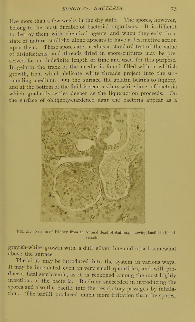 live more than a few weeks in the dry state. The spores, however, belono- to the most durable of bacterial organisms. It is difficult to destroy them with chemical agents, and when they exist in a state of nature sunlight alone appears to have a destructive action upon them. These spores are used as a standard test of the value of disinfectants, and threads dried in spore-cultures may be pre- served for an indefinite length of time and used for this purpose. In o-elatin the track of the needle is found filled with a whitish growth, from which delicate white threads project into the sur- rounding medium. On the surface the gelatin begins to liquefy, and at the bottom of the fluid is seen a slimy white layer of bacteria which gradually settles deeper as the liquefaction proceeds. On the surface of obliquely-hardened agar the bacteria appear as a Fig. 21.—Section of Kidney from an Animal dead of Anthrax, showing bacilli in blood- vessels. grayish-white growth with a dull silver hue and raised somewhat above the surface. The virus may be introduced into the system in various ways. It may be inoculated even in very small quantities, and will pro- duce a fatal septicaemia, as it is reckoned among the most highly infectious of the bacteria. Buchner succeeded in introducing the spores and also the bacilli into the respiratory passages by inhala- tion. The bacilli produced much more irritation than the spores,