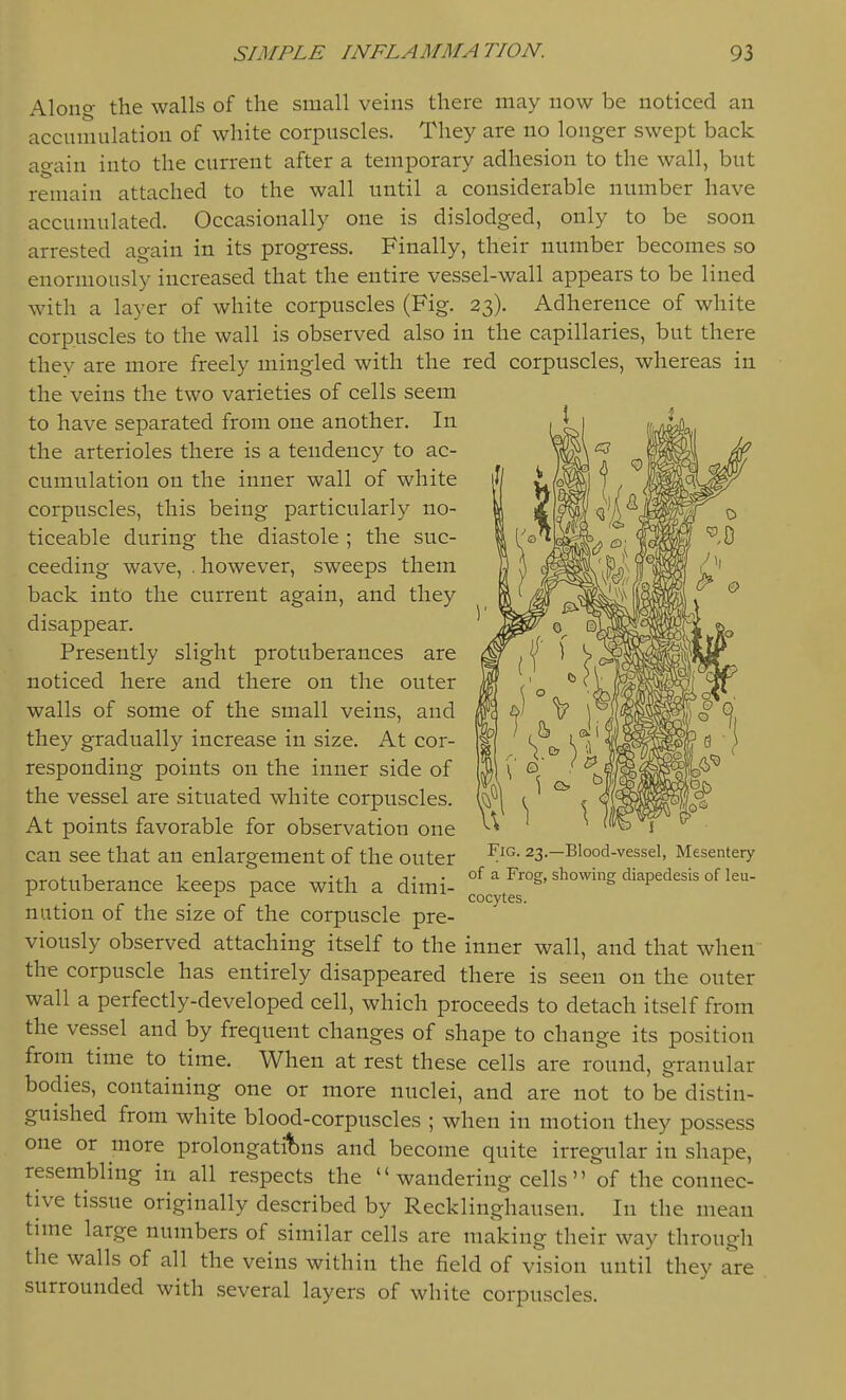 Along the walls of the small veins there may now be noticed an accumulation of white corpuscles. They are no longer swept back again into the current after a temporary adhesion to the wall, but remain attached to the wall until a considerable number have accumulated. Occasionally one is dislodged, only to be soon arrested again in its progress. Finally, their number becomes so enormously increased that the entire vessel-wall appears to be lined with a layer of white corpuscles (Fig. 23). Adherence of white corpuscles to the wall is observed also in the capillaries, but there they are more freely mingled with the red corpuscles, whereas in the veins the two varieties of cells seem to have separated from one another. In the arterioles there is a tendency to ac- cumulation on the inner wall of white corpuscles, this being particularly no- ticeable during the diastole ; the suc- ceeding wave, .however, sweeps them back into the current again, and they disappear. Presently slight protuberances are noticed here and there on the outer walls of some of the small veins, and they gradually increase in size. At cor- responding points on the inner side of the vessel are situated white corpuscles. At points favorable for observation one can see that an enlargement of the outer protuberance keeps pace with a dimi- nution of the size of the corpuscle pre- viously observed attaching itself to the inner wall, and that when the corpuscle has entirely disappeared there is seen on the outer wall a perfectly-developed cell, which proceeds to detach itself from the vessel and by frequent changes of shape to change its position from time to time. When at rest these cells are round, granular bodies, containing one or more nuclei, and are not to be distin- guished from white blood-corpuscles ; when in motion they possess one or more prolongatilbns and become quite irregular in shape, resembling in all respects the  wandering cells  of the connec- tive tissue originally described by Recklinghausen. In the mean time large numbers of similar cells are making their way through the walls of all the veins within the field of vision until they are surrounded with several layers of white corpuscles. Fig. 23.—Blood-vessel, Mesentery of a Frog, showing diapedesis of leu- cocytes.