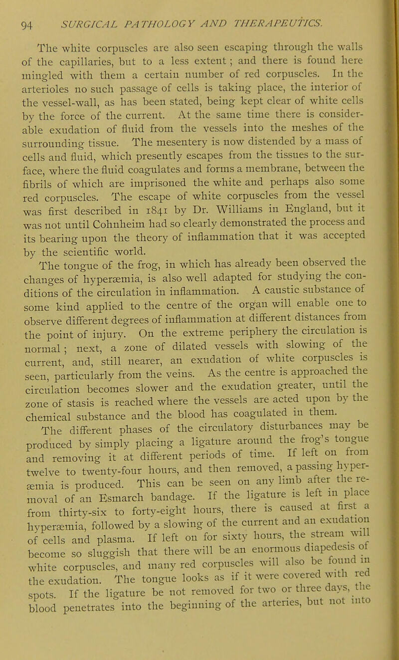 The white corpuscles are also seen escaping through the walls of the capillaries, but to a less extent; and there is found here mingled with them a certain number of red corpuscles. In the arterioles no such passage of cells is taking place, the interior of the vessel-wall, as has been stated, being kept clear of white cells by the force of the current. At the same time there is consider- able exudation of fluid from the vessels into the meshes of the surrounding tissue. The mesentery is now distended by a mass of cells and fluid, which presently escapes from the tissues to the sur- face, where the fluid coagulates and forms a membrane, between the fibrils of which are imprisoned the white and perhaps also some red corpuscles. The escape of white corpuscles from the vessel was first described in 1841 by Dr. Williams in England, but it was not until Cohnheim had so clearly demonstrated the process and its bearing upon the theory of inflammation that it was accepted by the scientific world. The tongue of the frog, in which has already been observed the changes of hypersemia, is also well adapted for studying the con- ditions of the circulation in inflammation. A caustic substance of some kind applied to the centre of the organ will enable one to observe difierent degrees of inflammation at different distances from the point of injury. On the extreme periphery the circulation is normal; next, a zone of dilated vessels with slowing of the current, and, still nearer, an exudation of white corpuscles is seen, particularly from the veins. As the centre is approached the circulation becomes slower and the exudation greater, until the zone of stasis is reached where the vessels are acted upon by the chemical substance and the blood has coagulated in them. The different phases of the circulatory disturbances may be produced by simply placing a ligature around the frog's tongue and removing it at different periods of time. If left on from twelve to twenty-four hours, and then removed, a passing hyper- emia is produced. This can be seen on any limb after the re- moval of an Esmarch bandage. If the ligature is left in place from thirty-six to forty-eight hours, there is caused at first a hyperemia, followed by a slowing of the current and an exudation of cells and plasma. If left on for sixty hours, the stream will become so sluggish that there will be an enormous diapedesis ot white corpuscles, and many red corpuscles will also be found in the exudation. The tongue looks as if it were covered with red spots If the ligature be not removed for two or three days, the blood penetrates into the beginning of the arteries, but not into
