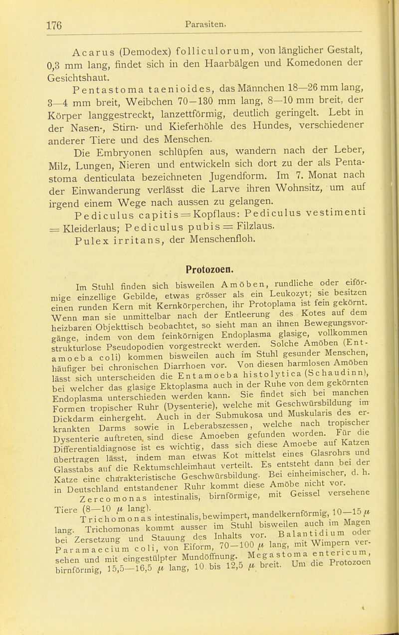 Acarus (Demodex) foUiculorum, von länglicher Gestalt, 0,3 mm lang, findet sich in den Haarbälgen und Komedonen der Gesichtshaut. Pentastoma taenioides, das Männchen 18—26 mm lang, 3—4 mm breit, Weibchen 70-130 mm lang, 8—10 mm breit, der Körper langgestreckt, lanzettförmig, deutlich geringelt. Lebt in der Nasen-, Stirn- und Kieferhöhle des Hundes, verschiedener anderer Tiere und des Menschen. Die Embryonen schlüpfen aus, wandern nach der Leber, Milz, Lungen, Nieren und entwickeln sich dort zu der als Penta- stoma denticulata bezeichneten Jugendform. Im 7. Monat nach der Einwanderung verlässt die Larve ihren Wohnsitz, um auf irgend einem Wege nach aussen zu gelangen. Pediculus capitis = Kopflaus: Pediculus vestimenti = Kleiderlaus; Pediculus pubis = Filzlaus. Pulex irritans, der Menschenfloh. Protozoen. Im Stuhl finden sich bisweilen Amöben, rundliche oder eiför- nÜKe einzelhge Gebilde, etwas grösser als ein Leukozyt; sie besitzen einen runden Kern mit Kernkörperchen, ihr Protoplama ist fem gekörnt. Wenn man sie unmittelbar nach der Entleerung des Kotes auf dem heizbaren Objekttisch beobachtet, so sieht man an ihnen Bewegungsvor- gänge, indem von dem feinkörnigen Endoplasma glasige vollkommen strukturlose Pseudopodien vorgestreckt werden Solche Amöben (Ent- amoeba coli) kommen bisweilen auch im Stuhl gesunder Menschen, häufiger bei chronischen Diarrhoen vor. Von diesen barmlosen Amöben lässt sich unterscheiden die Entamoeba histolytica (Schaudinn), bei welcher das glasige Ektoplasma auch in der Ruhe von dem gekörnten Endoplasma unterschieden werden kann. Sie findet sich bei manchen Formen tropischer Ruhr (Dysenterie), welche mit Geschwursbildung im Dickdarm einhergeht. Auch in der Submukosa und Muskulans des er- krankten Darms sowie in Leberabszessen, welche nach tropischer Dysenterie auftreten, sind diese Amoeben gefunden worden. Für die Bffferentialdiagnose ist es wichtig, dass sich diese A-^^e auf Katzen übertragen lässt, indem man etwas Kot mittelst eines Glasroh. s und Glas abs auf die Rektumschleimhaut verteilt. Es entsteht^ dann bei der Katze eine charakteristische Geschwürsbildung. B- einheimischer, d.h. Vn Deutschland entstandener Ruhr kommt diese Amöbe nicht vor. Zercomonas intestinalis, birnförmige, mit Geissei versehene t'Tc h o m ont intestinalis,bewimpert, mandelkernförmig, 10-15 f, lan^ Trichomlas kommt ausser im Stuhl bisweilen auch im Magen