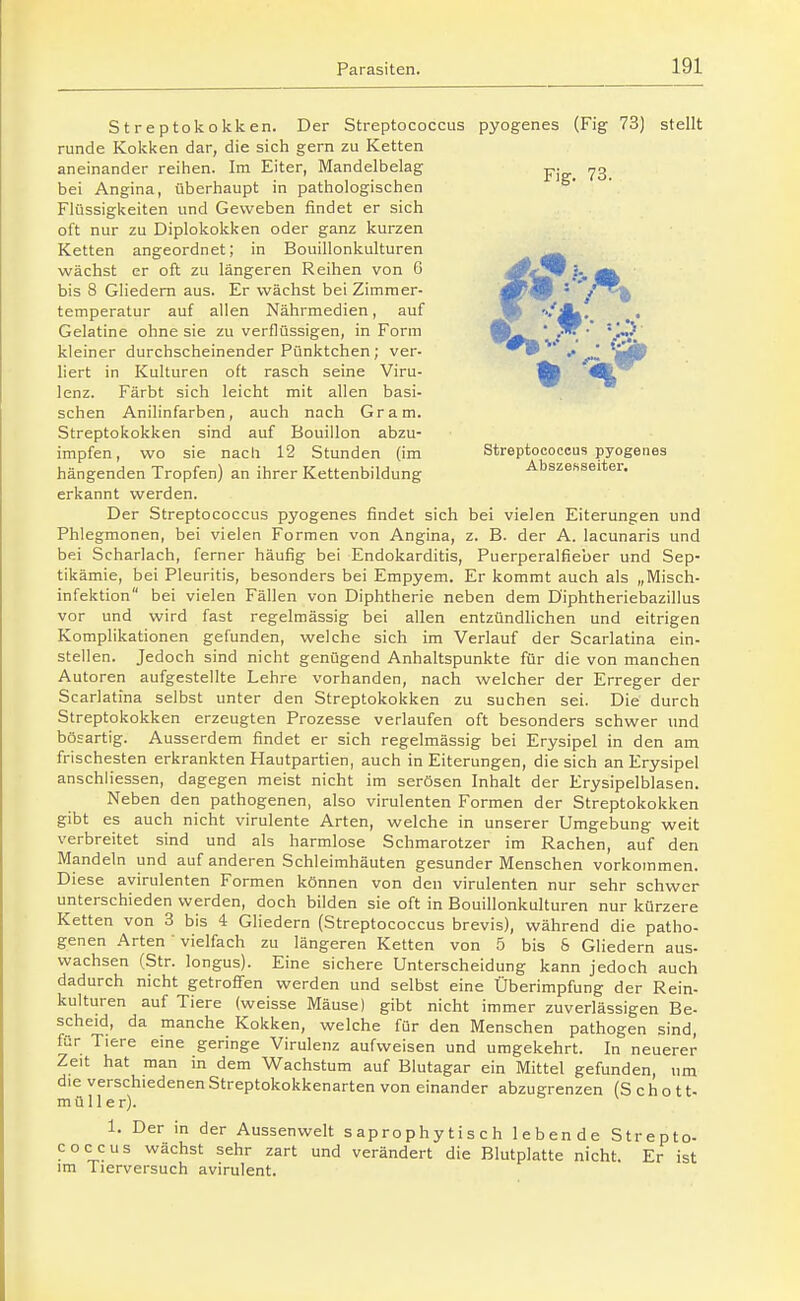 Streptokokken. Der Streptococcus pyogenes (Fig 73) stellt runde Kokken dar, die sich gern zu Ketten aneinander reihen. Im Eiter, Mandelbelag ^. bei Angina, überhaupt in pathologischen Flüssigkeiten und Geweben findet er sich oft nur zu Diplokokken oder ganz kurzen Ketten angeordnet; in Bouillonkulturen wächst er oft zu längeren Reihen von 6 bis 8 Ghedem aus. Er wächst bei Zimmer- temperatur auf allen Nährmedien, auf Gelatine ohne sie zu verflüssigen, in Form kleiner durchscheinender Pünktchen; ver- ^_ liert in Kulturen oft rasch seine Viru- ^ ^|) lenz. Färbt sich leicht mit allen basi- schen Anilinfarben, auch nach Gram. Streptokokken sind auf Bouillon abzu- impfen, wo sie nach 12 Stunden (im Streptococcus pyogenes hängenden Tropfen) an ihrer Kettenbildung Abszesseiter, erkannt werden. Der Streptococcus pyogenes findet sich bei vielen Eiterungen und Phlegmonen, bei vielen Formen von Angina, z. B. der A. lacunaris und bei Scharlach, ferner häufig bei Endokarditis, Puerperalfieber und Sep- tikämie, bei Pleuritis, besonders bei Empyem. Er kommt auch als „Misch- infektion bei vielen Fällen von Diphtherie neben dem D'iphtheriebazillus vor und wird fast regelmässig bei allen entzündlichen und eitrigen Komplikationen gefunden, welche sich im Verlauf der Scarlatina ein- stellen. Jedoch sind nicht genügend Anhaltspunkte für die von manchen Autoren aufgestellte Lehre vorhanden, nach welcher der Erreger der Scarlatina selbst unter den Streptokokken zu suchen sei. Die durch Streptokokken erzeugten Prozesse verlaufen oft besonders schwer und bösartig. Ausserdem findet er sich regelmässig bei Erysipel in den am frischesten erkrankten Hautpartien, auch in Eiterungen, die sich an Erysipel anschliessen, dagegen meist nicht im serösen Inhalt der Erysipelblasen. Neben den pathogenen, also virulenten Formen der Streptokokken gibt es auch nicht virulente Arten, welche in unserer Umgebung weit verbreitet sind und als harmlose Schmarotzer im Rachen, auf den Mandeln und auf anderen Schleimhäuten gesunder Menschen vorkommen. Diese avirulenten Formen können von den virulenten nur sehr schwer unterschieden werden, doch bilden sie oft in Bouillonkulturen nur kürzere Ketten von 3 bis 4 Gliedern (Streptococcus brevis), während die patho- genen Arten  vielfach zu längeren Ketten von 5 bis & Ghedern aus- wachsen (Str. longus). Eine sichere Unterscheidung kann jedoch auch dadurch nicht getroffen werden und selbst eine Überimpfung der Rein- kulturen auf Tiere (weisse Mäuse) gibt nicht immer zuverlässigen Be- scheid, da manche Kokken, welche für den Menschen pathogen sind, für Tiere eine geringe Virulenz aufweisen und umgekehrt. In neuerer Zeit hat man in dem Wachstum auf Blutagar ein Mittel gefunden, um die verschiedenen Streptokokkenarten von einander abzugrenzen (Schott- müller). 1. Der in der Aussenwelt s aprophy t i s c h lebende Strepto- coccus wächst sehr zart und verändert die Blutplatte nicht. Er ist im Tierversuch avirulent.