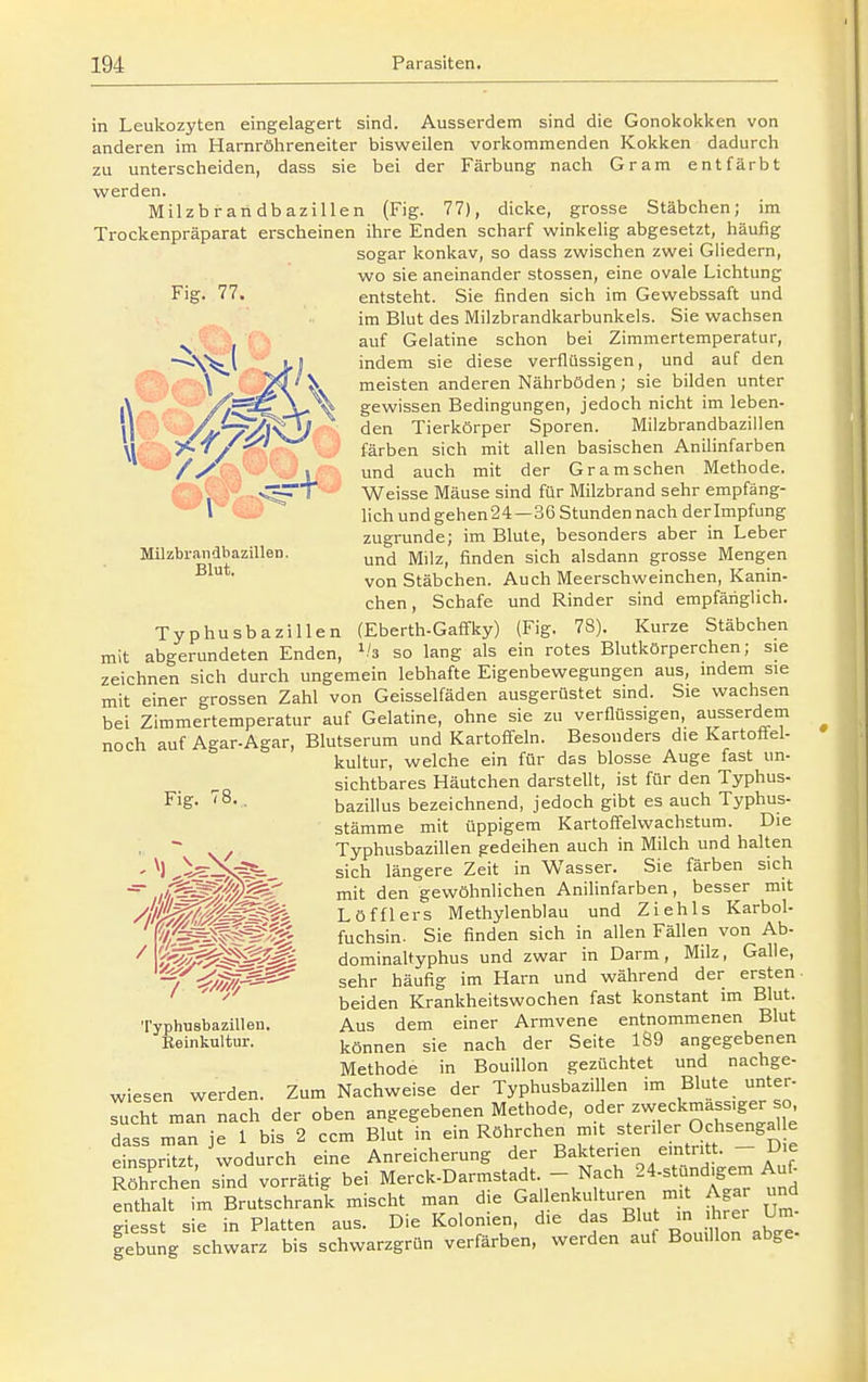 in Leukozyten eingelagert sind. Ausserdem sind die Gonokokken von anderen im Harnröhreneiter bisweilen vorkommenden Kokken dadurch zu unterscheiden, dass sie bei der Färbung nach Gram entfärbt werden. Milzbrandbazillen (Fig. 77), dicke, grosse Stäbchen; im Trockenpräparat erscheinen ihre Enden scharf winkelig abgesetzt, häufig sogar konkav, so dass zwischen zwei Gliedern, wo sie aneinander stossen, eine ovale Lichtung Fig. 77. entsteht. Sie finden sich im Gewebssaft und im Blut des Milzbrandkarbunkels. Sie wachsen ^ f?^ -fS auf Gelatine schon bei Zimmertemperatur, -^'^l Li indem sie diese verflüssigen, und auf den ^ \. meisten anderen Nährböden; sie bilden unter . //^^X-X gewissen Bedingungen, jedoch nicht im leben- 11^ /y/yV^^ Tierkörper Sporen. Milzbrandbazillen \lr:- y^^/^' färben sich mit allen basischen Anilinfarben / y 1 und auch mit der Gramschen Methode. >^rT Weisse Mäuse sind für Milzbrand sehr empfäng- V lieh und gehen24—36 Stunden nach der Impfung zugrunde; im Blute, besonders aber in Leber MilzbraiidbazilleD. jyjji^^ finden sich alsdann grosse Mengen •^^ • von Stäbchen. Auch Meerschweinchen, Kanin- chen , Schafe und Rinder sind empfänglich. Typhusbazillen (Eberth-Gafifky) (Fig. 78). Kurze Stäbchen mit abgerundeten Enden, V's so lang als ein rotes Blutkörperchen; sie zeichnen sich durch ungemein lebhafte Eigenbewegungen aus, mdem sie mit einer grossen Zahl von Geisseifäden ausgerüstet sind. Sie wachsen bei Zimmertemperatur auf Gelatine, ohne sie zu verflüssigen, ausserdem noch auf Agar-Agar, Blutserum und Kartoffeln. Besonders die Kartoflel- kultur, welche ein für das blosse Auge fast un- sichtbares Häutchen darstellt, ist für den Typhus- Fig- S.. bazillus bezeichnend, jedoch gibt es auch Typhus- stämme mit üppigem Kartoffelwachstura. Die Typhusbazillen gedeihen auch in Milch und halten sich längere Zeit in Wasser. Sie färben sich mit den gewöhnlichen Anilinfarben, besser mit Löfflers Methylenblau und Ziehls Karbol- ,^ fuchsin. Sie finden sich in allen Fällen von Ab- WT^T^^^^ßi dominaltyphus und zwar in Darm, Milz, Galle, /^M^^ sehr häufig im Harn und während der ersten. ' ' beiden Krankheitswochen fast konstant im Blut. Typhusbazillen. Aus dem einer Armvene entnommenen Blut Eeinkultur. können sie nach der Seite 189 angegebenen Methode in Bouillon gezüchtet und nachge- wiesen werden. Zum Nachweise der Typhusbazillen im Blute unter- sucht man nach der oben angegebenen Methode, oder zweckmässiger so dass man je 1 bis 2 ccm Blut in ein Röhrchen mit .steriler Ochsengg e einspritzt, wodurch eine Anreicherung der Bakterien eintrit . Die Röhrchen sTnd vorrätig bei Merck-Darmstadt. - Nach 24.stünd^em Au^ enthalt im Brutschranl mischt man die Gallenkulturen m^ Agar und giesst sie in Platten aus. Die Kolonien, die das Blut hrer Um gebung schwarz bis schwarzgrün verfärben, werden auf Bouillon abge