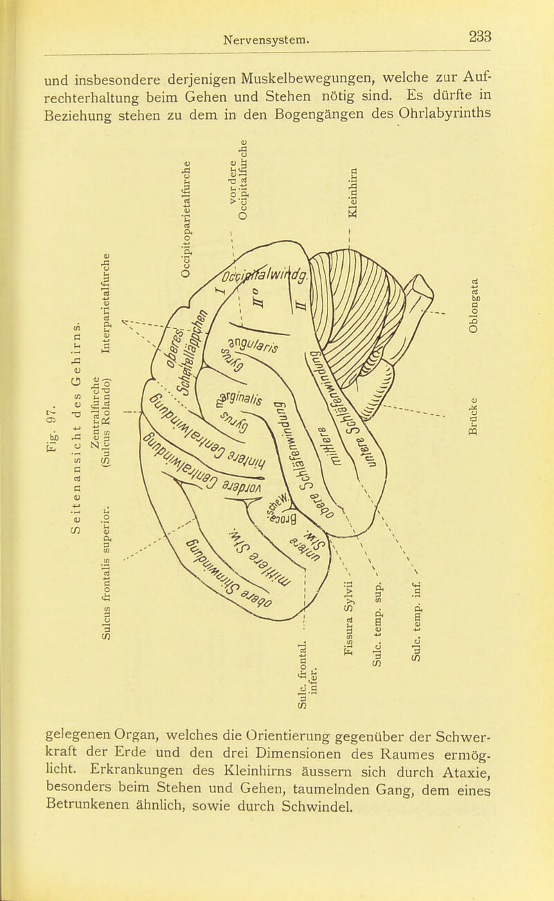 und insbesondere derjenigen Muskelbewegungen, welche zur Auf- rechterhaltung beim Gehen und Stehen nötig sind. Es dürfte in Beziehung stehen zu dem in den Bogengängen des Ohrlabyrinths bß a, .3 a c a 3 a o 3 ei a o O Li pq gelegenen Organ, welches die Orientierung gegenüber der Schwer- kraft der Erde und den drei Dimensionen des Raumes ermög- licht. Erkrankungen des Kleinhirns äussern sich durch Ataxie, besonders beim Stehen und Gehen, taumelnden Gang, dem eines Betrunkenen ähnlich, sowie durch Schwindel.