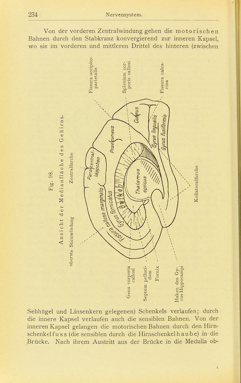 Von der voi'deren Zentralwindung gehen die motorischen Bahnen durch den Stabkranz konvergierend zur inneren Kapsel, wo sie im vorderen und mittleren Drittel des hinteren (zwischen 6 Sehhügel und Linsenkern gelegenen) Schenkels verlaufen; durch die innere Kapsel verlaufen auch die sensiblen Bahnen. Von der inneren Kapsel gelangen die motorischen Bahnen durch den Hirn- schenkelfuss (die sensiblen durch die Hirnschenkelh aube) in die Brücke. Nach ihrem Austritt aus der Brücke in die MeduUa ob-