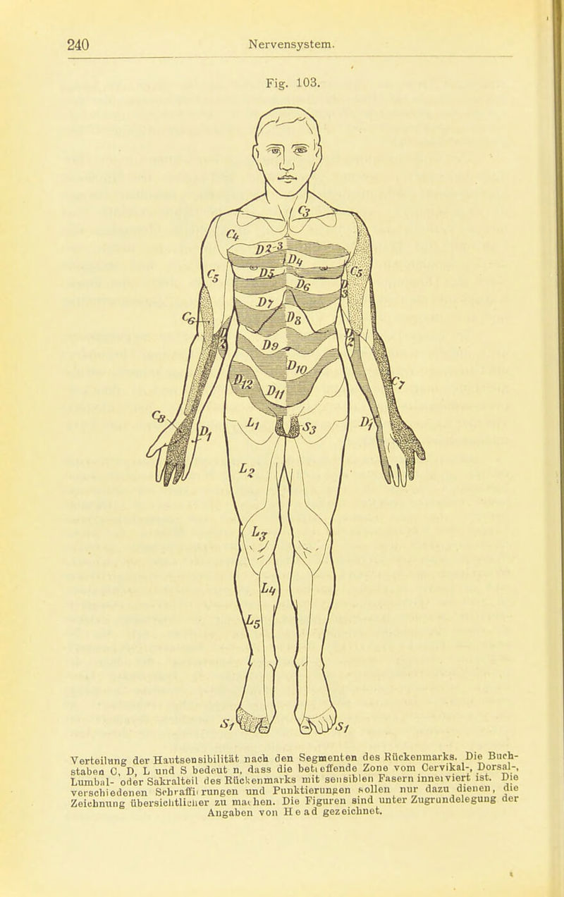 Fig. 103. Verteilung der Haiitsensibilität nach den Segmenten des Rückenmarks. Die Buch- staben C D L und S bedeut n, dass die beticffende Zone vom Cervikal-, Dorsal-, Lumbal- oder Sakralteil des Rückenmarks mit sensiblen Fasern inneiviert ist. Uie verschiedenen Sobraffii rungen und Pnnktierungen sollen nur dazu dienen, die Zeichnung übersiclitliuuer zu maihen. Die Figuren sind unter Zugrundelegung der Angaben von He ad gezeichnet.