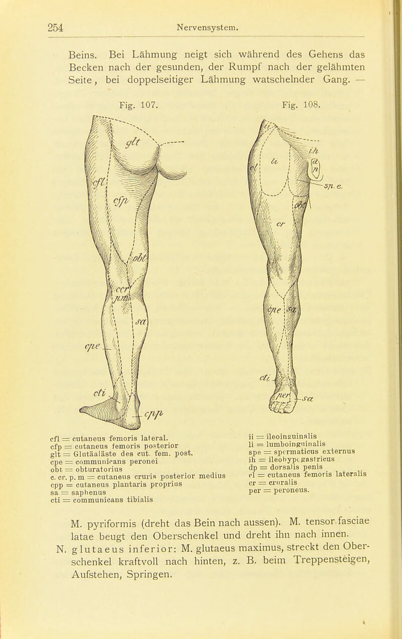 Beins. Bei Lähmung neigt sich während des Gehens das Becken nach der gesunden, der Rumpf nach der gelähmten Seite, bei doppelseitiger Lähmung watschelnder Gang. — Fig. 107. Fig. 108. cfl = cutaneus femoris lateral, cfp = cutaneus femoris posterior glt = Glutäaläste des eut. fem. post. cpe = commuiiicans peronei obt = obturatoiius B. er. p. m = cutaneus cruria posterior medius opp = cutaneus plantai'is proprius sa = saplienus cti = communicans tibialis srt.e. ii = ileoinauinalis Ii = lumboinKninalis spe = spcrmaticus externus ih = ileoliyptpastrieus dp = dorsalis penis cl = cutaneus femoris lateralis er = crnralis per = peroneus. M. pyriformis (dreht das Bein nach aussen). M. tensor fasciae latae beugt den Oberschenkel und drelit ihn nach innen. N. glutaeus inferior: M. glutaeus maximus, streckt den Ober- schenkel kraftvoll nach hinten, z. B. beim Treppensteigen, Aufstehen, Springen.