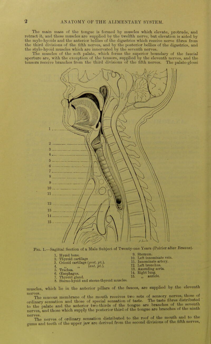The main mass of the tongue is formed by muscles which elevate, protrude, and retract it, and these muscles are supplied hy the twelfth nerve, but elevation is aided by the mylo-hyoids and the anterior bellies of the digastrics which receive nerve fibres from the third divisions of the fifth nerves, and Ijy the posterior bellies of the digastrics, and the stylo-hyoid muscles which are innervated by the seventh nerves. The muscles of the soft palate, which forms the superior boundary of the faucial aperture are, with the exception of the tensors, supplied by the eleventh nerves, and the tensors receive branches from the third divisions of the fifth nerves. The palato-glossi Fig. 1.—Sagittal Section of a Male Subject of Twenty-one Years (Poirior after Brauue). 1. Hyoid bone. 2. Thyroid cartilage 3. Cricoid cartilage (jjost. pL), 4 [ant.pt.). 5. Trachea. 6. (Esophagus. 7. Thyroid gland. 8. Sterno-hyold and eterno-thyroid muscles. 9. Sternum. 10. Left innominate vein. 11. Innominate artery. 12. Left bronchus. 13. Ascending aorta. 14. Right lung. 15. ,, auricle. muscles, which lie in the anterior pillars of the fauces, are supphed by the eleventh nerves. ^ , The mucous membrane of the mouth receives two sets of sensory nerves, those ot ordinary sensation and those of special sensation of taste. The taste fibres distributed to the T)alate and the anterior two-thirds of the tongue are branches of the seventh nerves, and those which supply the posterior third of the tongue are branches of the ninth ^^■The nerves of ordinary sensation distributed to the roof of the mo^uth and to the gums and teeth of the upper jaw are derived from the second divisions of the fifth nerves,