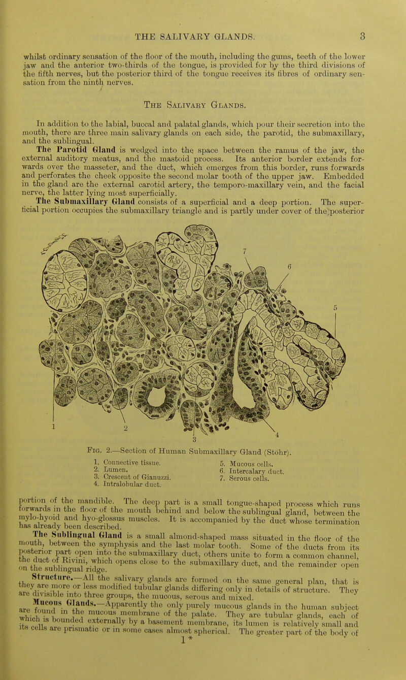 whilst ordinary sensation of the floor of the mouth, including the gums, teeth of the lower jaw and the anterior two-thirds of the tongue, is provided for the third divisions of the fifth nerves, but the posterior third of the tongue receives its fibres of ordinary sen- sation from the ninth nerves. The Salivaby Glands. In addition to the labial, buccal and palatal glands, which pour their secretion into the mouth, there are three main salivary glands on each side, the parotid, the submaxillary, and the sublingual. The Parotid Oland is wedged into the space between the ramus of the jaw, the external auditory meatus, and the mastoid process. Its anterior border extends for- wards over the masseter, and the duct, which emerges from this border, runs forwards and perforates the cheek opposite the second molar tooth of the upper jaw. Embedded in the gland are the external carotid artery, the temporo-maxillary vein, and the facial nerve, the latter lying most superficially. The Submaxillary Oland consists of a superficial and a deep portion. The super- ficial portion occupies the submaxillary triangle and is partly under cover of the;posterior Fig. 2.—Section of Human Submaxillary Gland (Stohr) 1. Connective tissue. 2. Lumen. 3. Crescent of Gianuzzi. 4. Intralobular duct. 5. Mucous cells. 6. Intercalary duct. 7. Serous cells. portion of the mandible. The deep part is a small tongue-shaped process which runs forwards in the floor of the mouth behind and below the sublingual gland, between the mylo-hyoid and hyo-glossus muscles. It is accompanied by the duct whose termination fias already been described. The Sublingnal Wand is a small almond-shaped mass situated in the floor of the mouth, between the symphysis and the last molar tooth. Some of the ducts from its posterior part open into the submaxillary duct, others unite to form a common channel, onVKubli^r/ridg^^^ '^'■'^ '° submaxillary duct, and the remainder open fhp5!l^r*''^*~i^^^ the salivary glands are formed on the same general plan, that is they are more or less modified tubular glands differing only in details of structure. Tliey are divisible into three groups, the mucous, serous and mixed a.rp ^;^n«l8--Apparently the only purely mucous glands in the human subject whJhZi f ? mucous membrane of the palate. They are tubular glands, each of S 111 externally by a basement membrane, its lumen is relatively small and ICS cells are prismatic or m some cases almost spherical. The greater part of the body of