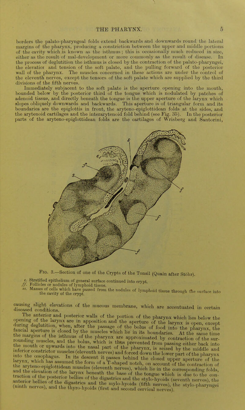 bordex's the palato-pharyiigeal folds extend backwards and downwards round the lateral •margins of the pharynx, j^roducing a constriction between the upper and middle portions of the cavity which is known as tlie isthnuis ; this is occasionally much reduced in size, either as the result of mal-developnient or more counaonly as the result of disease. In the process of deglutition the isthmus is closed by the contracticm of the palato-pharyngei, the elevatioi and tension of the soft palate, and the pulling forward of the posterior wall of the pharynx. The muscles concerned in these actions are under the control of the eleventh nerves, except the tensors of the soft palate which are supplied by the third divisions of the fifth nerves. Immediately subjacent to the soft palate is the aperture opening into the mouth, bounded below by the posterior thii-d of the tongue which is nodulated by patches of adenoid tissue, and directly beneath the tongue is the upper aperture of the larynx which slopes obliquely downwards and backwards. This aperture is of triangular form and its boundaries are the epiglottis in front, the aryteno-epiglottidean folds at the sides, and the arytenoid cartilages and the interarytenoid fold behind (see Fig. 35). In the posterior parts of the aryteno-epiglottidean folds are the cartilages of Wrisberg and Santorini, Fig. 3.—Section of one of the Crypts of the Tonsil (Quain after Sfcohr). e. Stratified epithelium of general surface continued into crypt //. Follicles or nodules of lymphoid tissue. ss. h^Passed from the nodules of lymphoid tissue through the surface into SlsfdSd^itionr*'^^ ^^'^ membrane, which are accentuated in certain onen^!;. fT^^l.?*^ posterior walls of the portion of the pharynx which lies below the openmg of the larynx are in apposition and the aperture of the larynx is open except during deglutition, when after the passage of the bolus of food intfth^ pWnx the ^re mLSns oT'tie tV^ «ie -.scles which lie in its boundaries. At the same time rnnJ^^ ^ 1 ^sthmus of the pharynx are approximated by contraction of the sur- rounding muscles, and the bolus, which is thns prevented froni%ssing eithei^Lck nto the mouth or upwards into the nasal part of the pharynx, is seized bf the middle and inferior constrictor muscles (eleventh nerves) and forced dowA the lower part of larynx nto the (esophagus. In its descent it passes behind the closed upper apLture of the tKklmTenlTc hT'^ ff ^ Tr^'^^'^ account\!f th^S^ition o? ami tZ e]lvZtff ^^'''\ '''^t' ^^Tl? T'^'^' ^^^^'^ ^he corresponding folds, faction of S^n^^^^^^^^^ ^fT'^r ^^'f ^'^ ^^'^ ^^''^h is due to the con^ Ster rbellts^J S of the digastrics and the stylo-liyoids (seventh nerves), the r^i^tTnervesT 15^^^^^ and mylo-hyoids (fifth nerves), the stvlo-pharyngei (.ninth neives), and the thyro-hyoids (first and second cervical nerves).